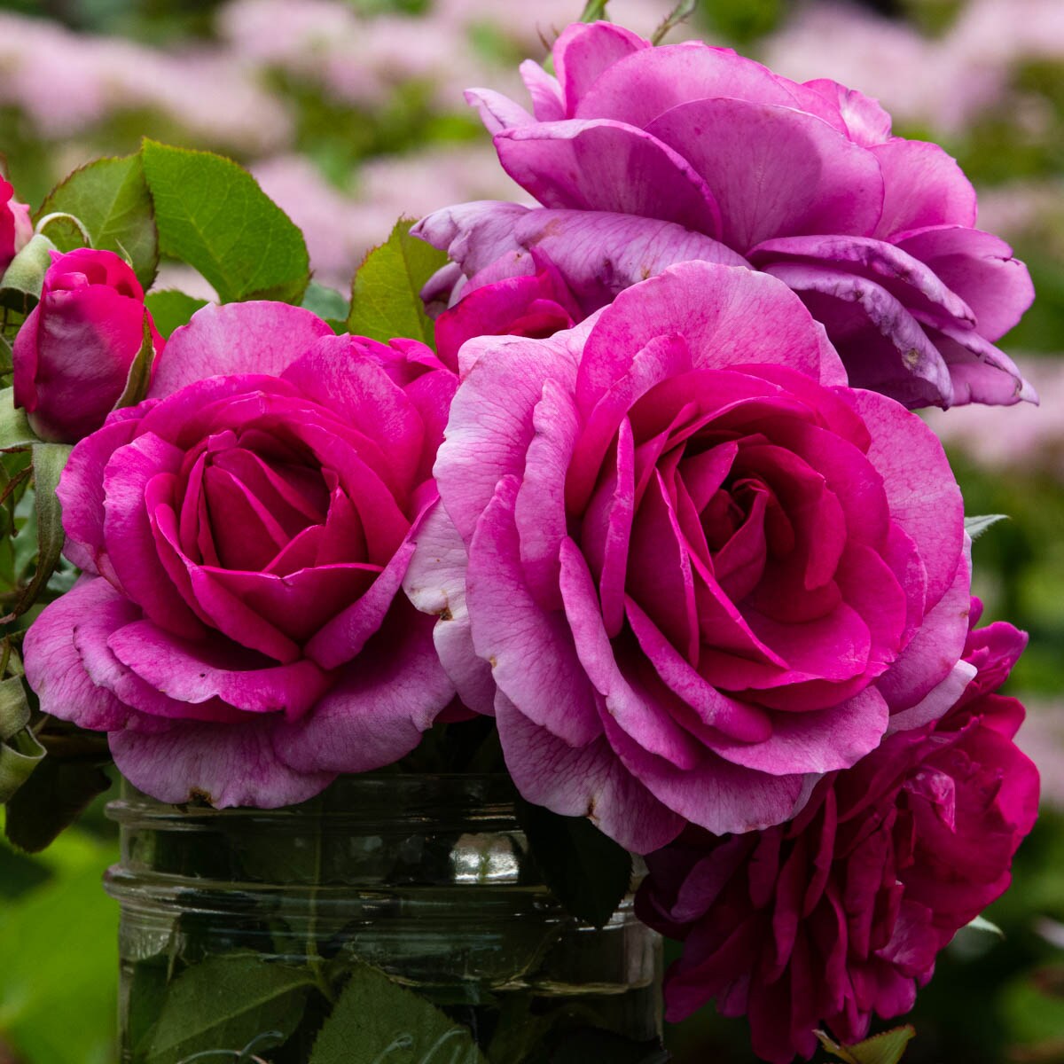 Spring Hill Nurseries 73188 roses - View #2