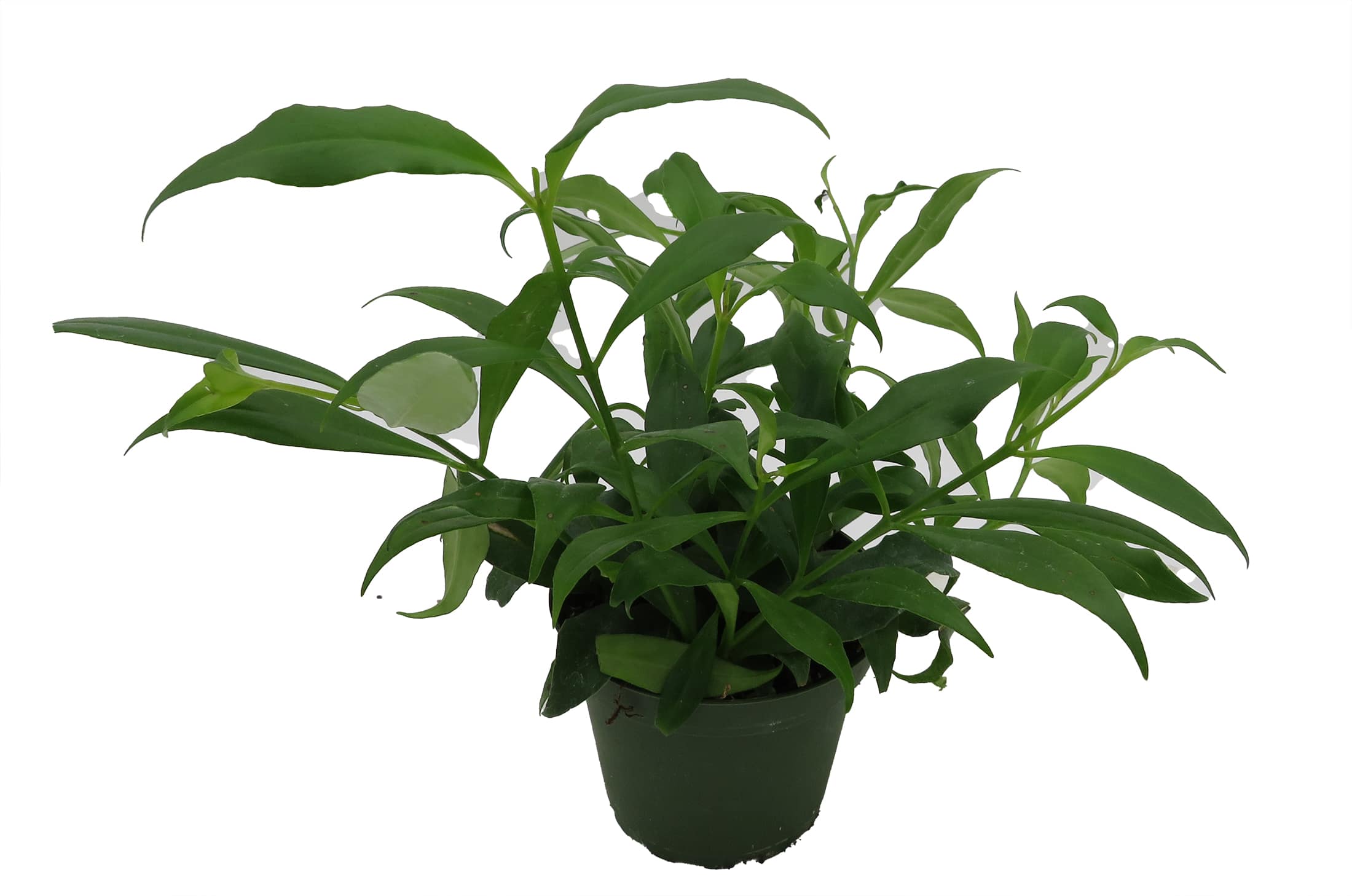 Hirt's Gardens 840344231582 hseplants - View #4