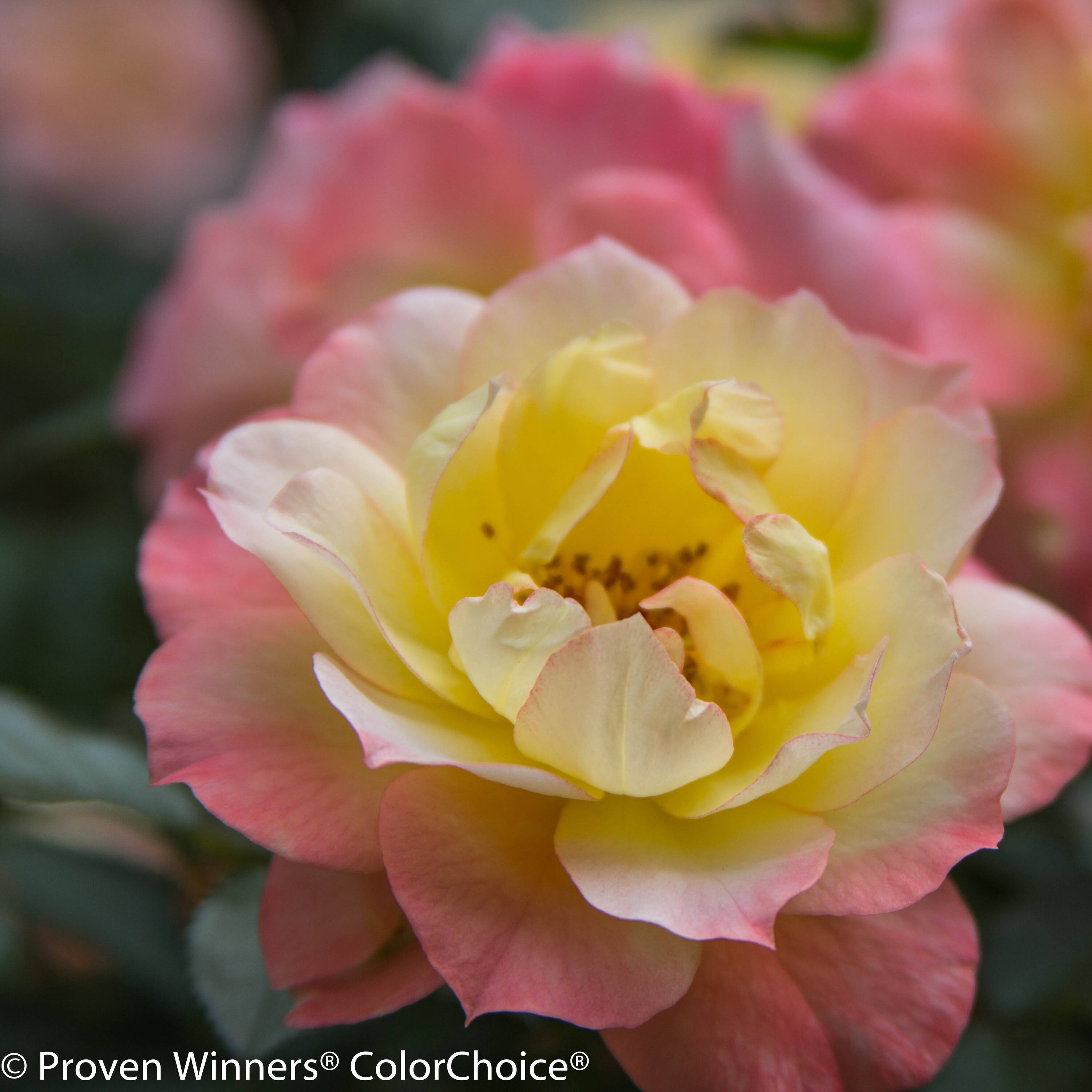 Proven Winners ROSPRC1087800 shrubs - View #2