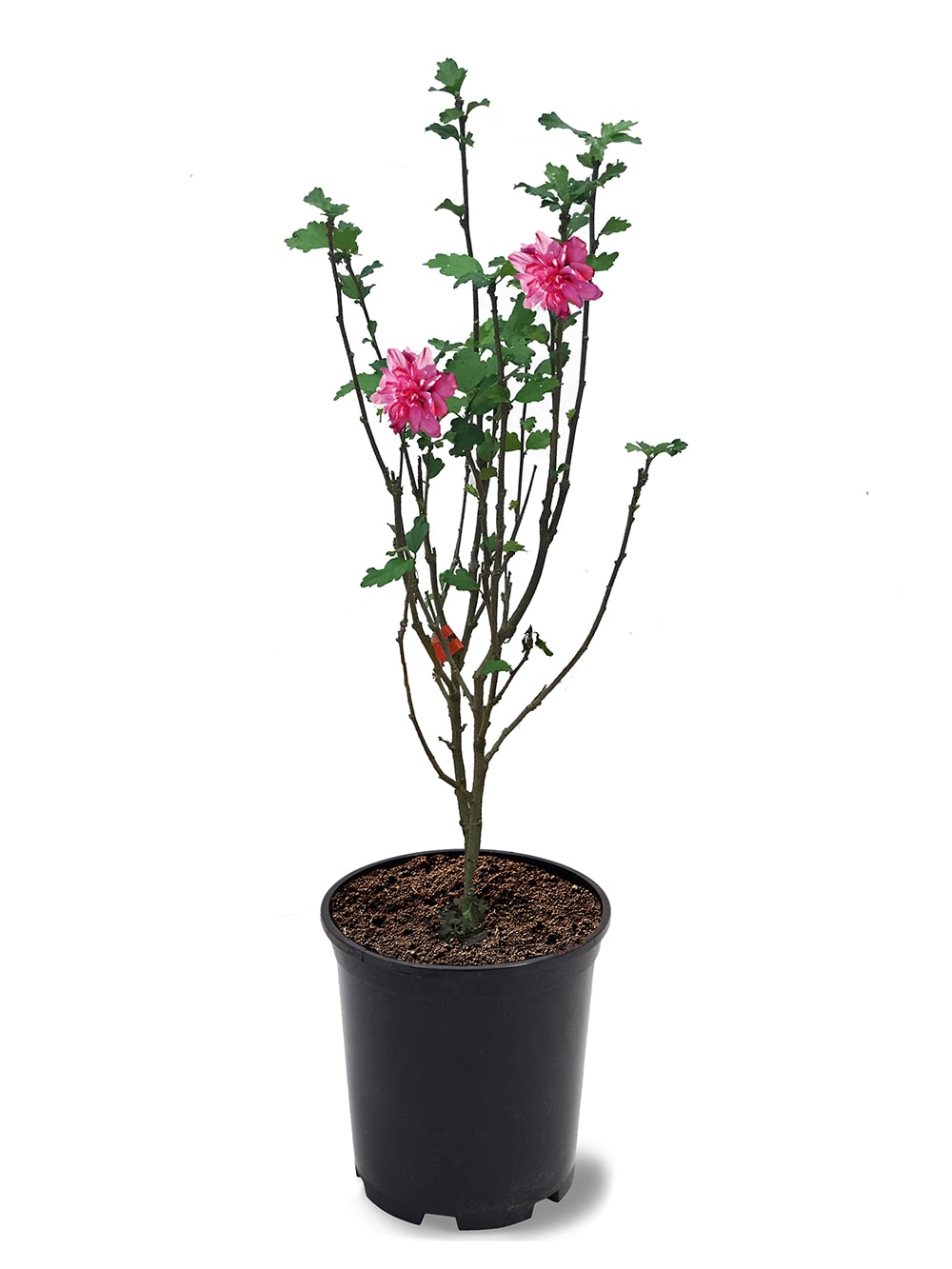 Double Red Althea Plants, Bulbs & Seeds at Lowes.com