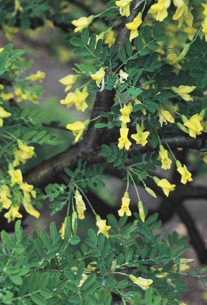  NURSERY 2.25-Gallon Yellow Feature Tree Siberian Peashrub In Pot (With Soil)