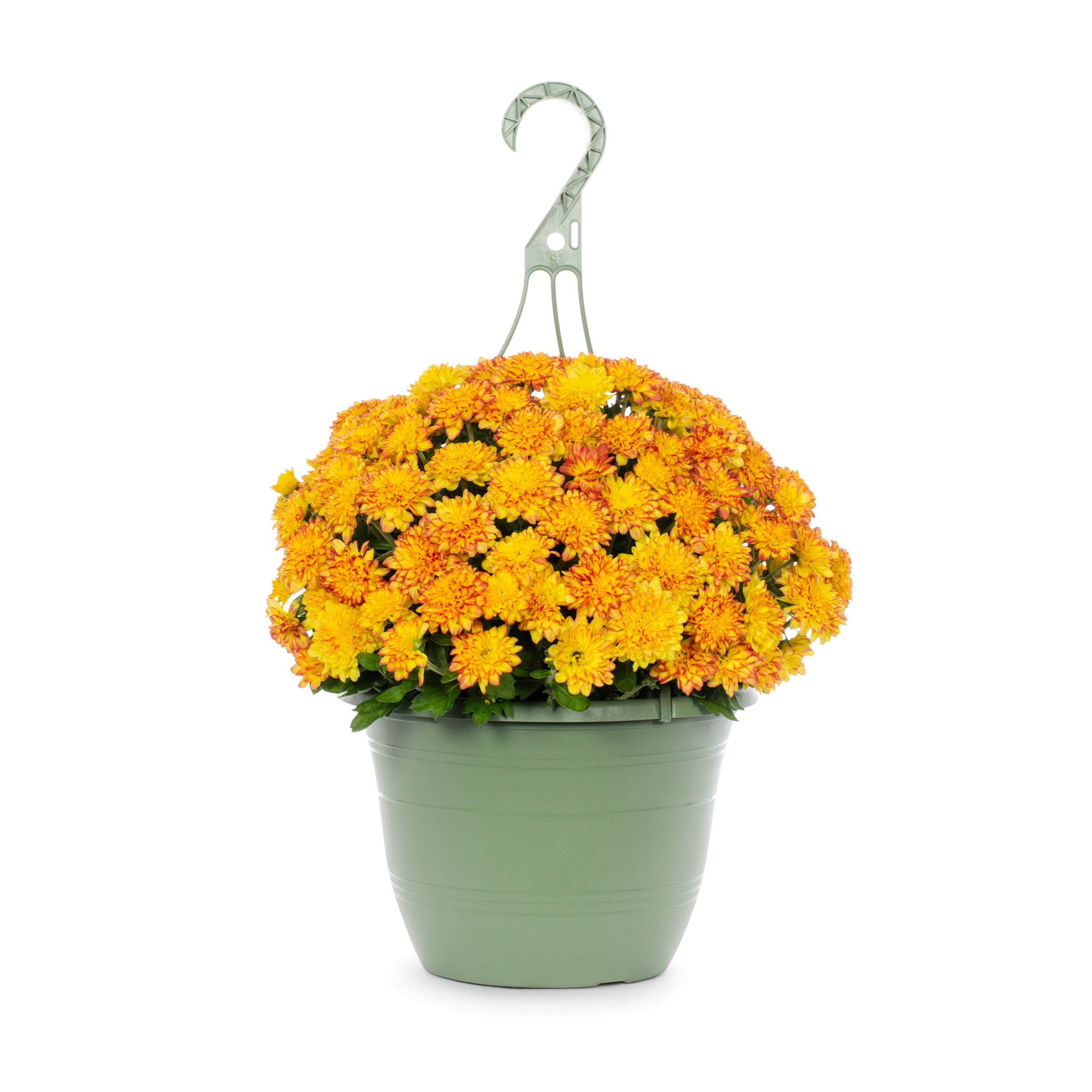 Lowe's NURSERY Orange Mum in 1.5-Gallon Hanging Basket