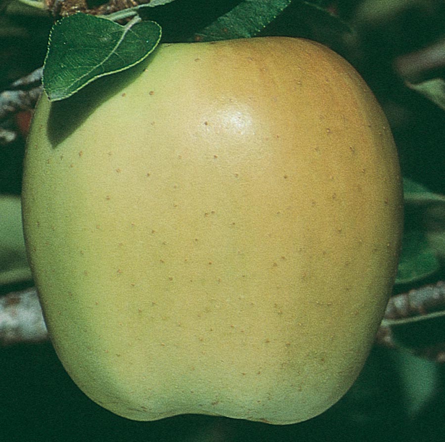 Lowe's NURSERY Apple Plant