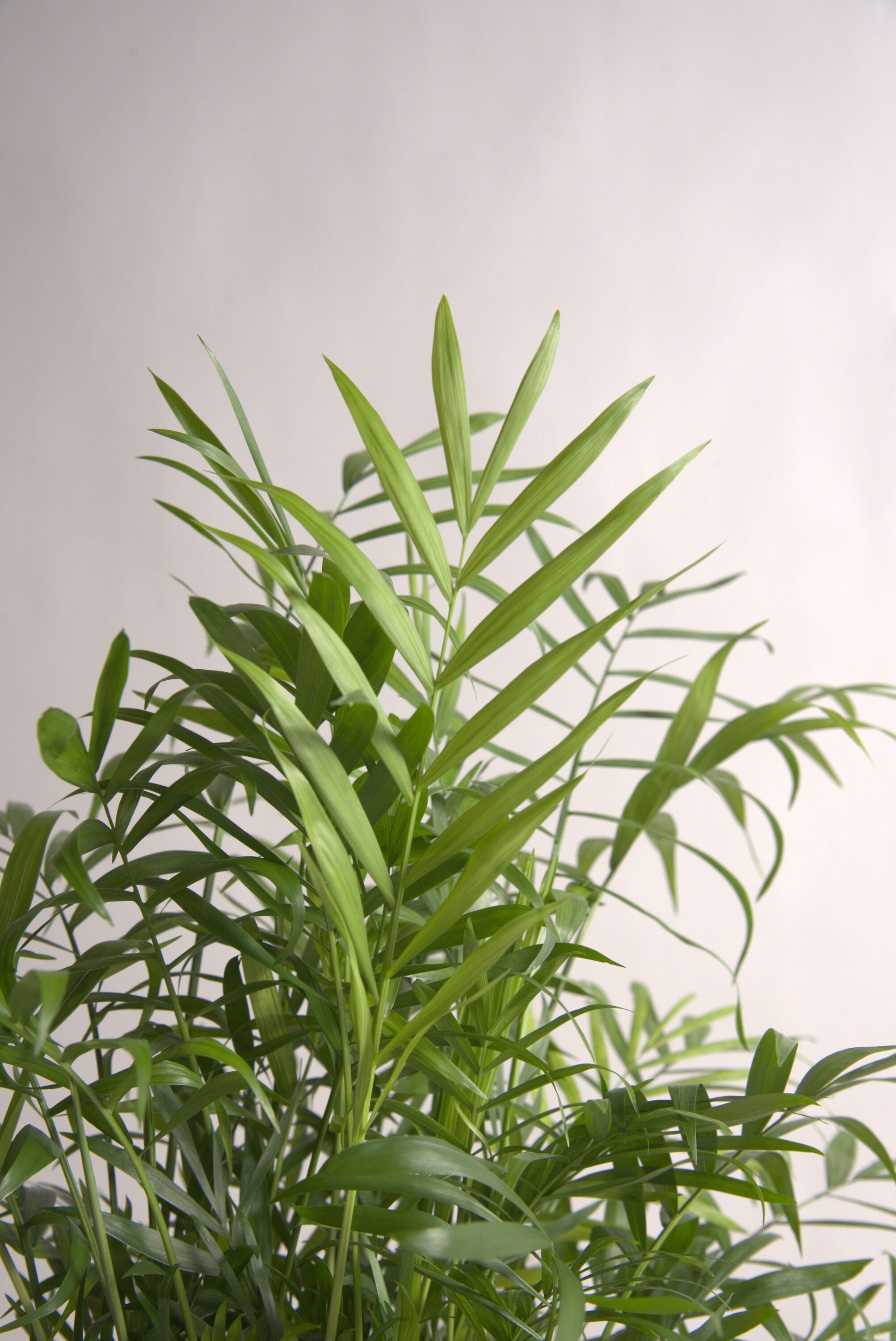 National Plant Network LW4686 hseplants - View #3