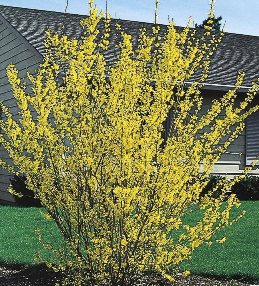  NURSERY Yellow Forsythia Flowering Shrub in 2.87-Quart Pot