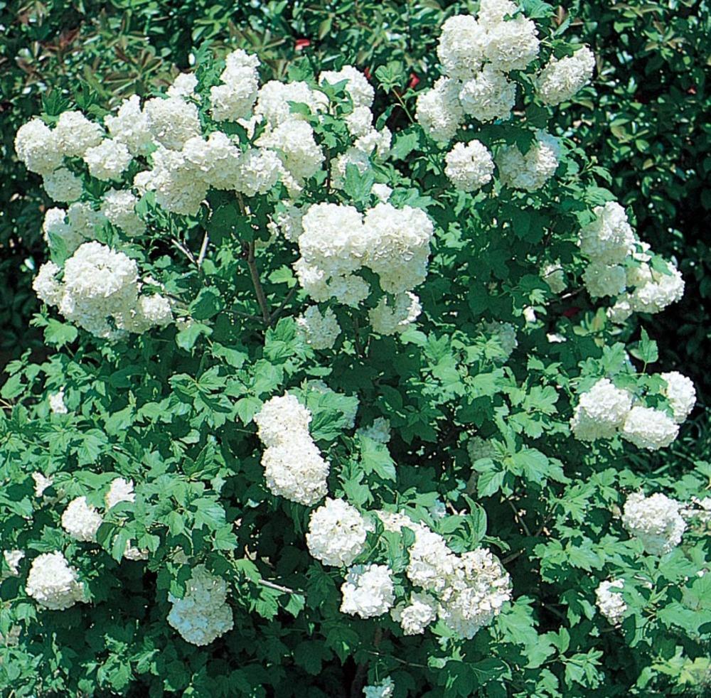  NURSERY White Common Snowball Viburnum Flowering Shrub in 2.87-Quart Pot