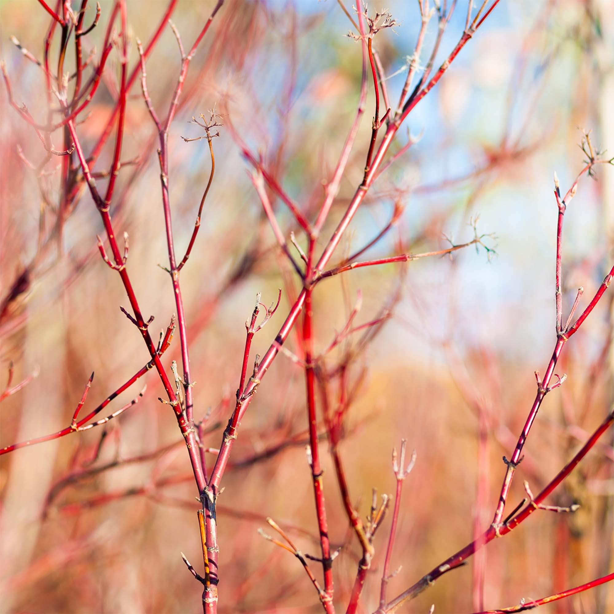 Perfect Plants 3-gallon Multicolor Feature Red Twig Dogwood In Pot 