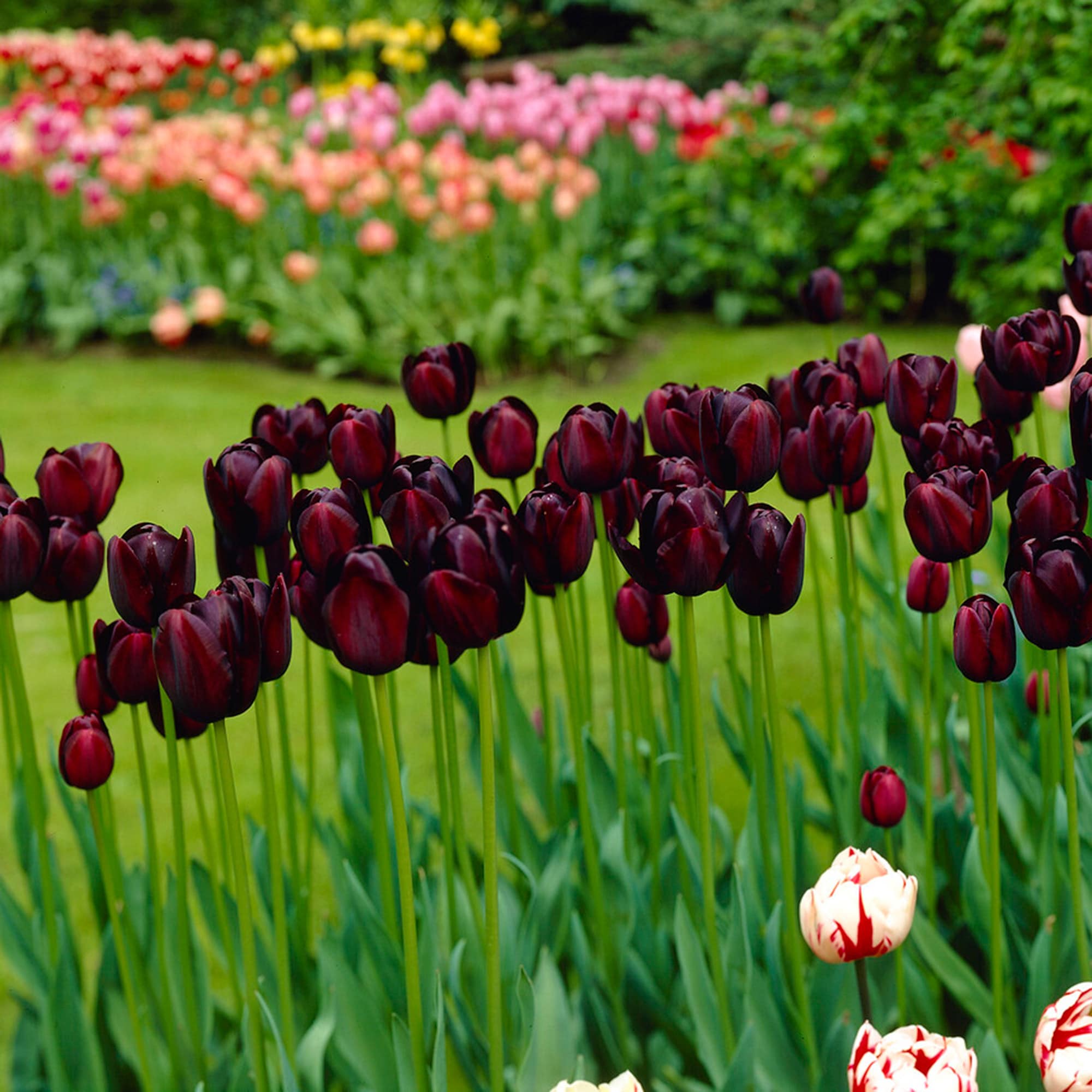 Garden State Bulb ECF-64-25-01 Plant-Bulbs - View #6