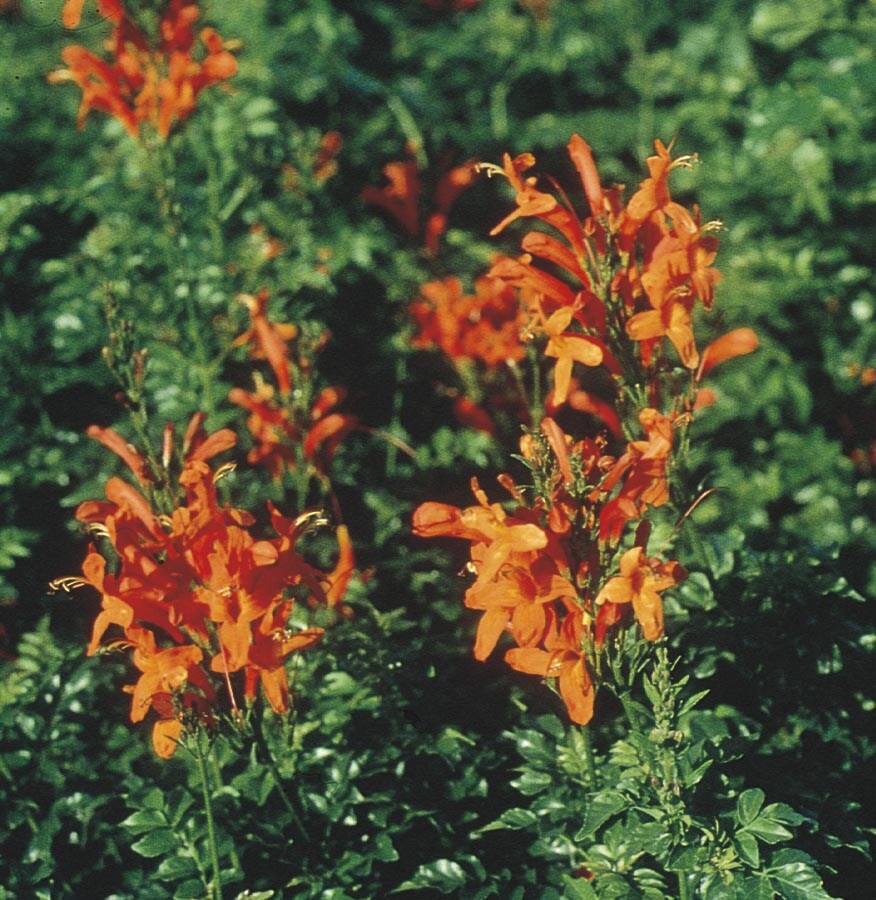  NURSERY Cape Honeysuckle (L3069)
