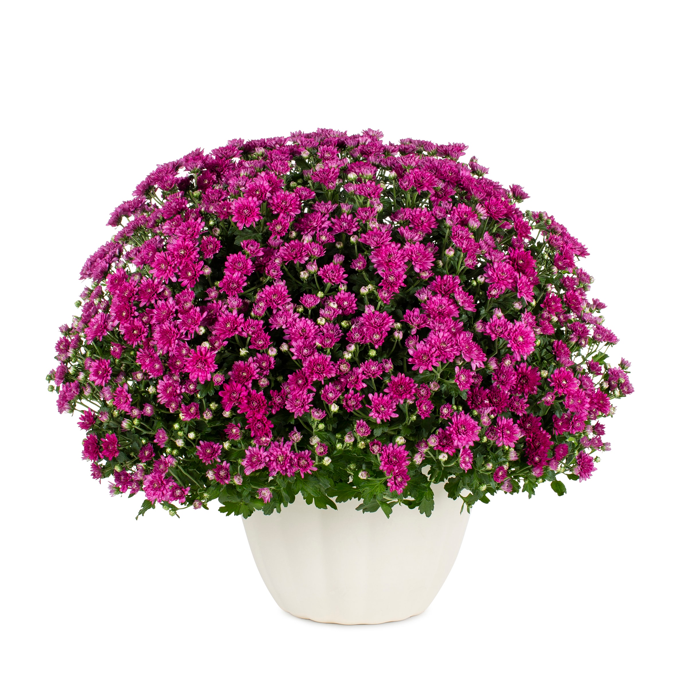 Color Point NURSERY Purple Mum in 3.12-Gallon Planter