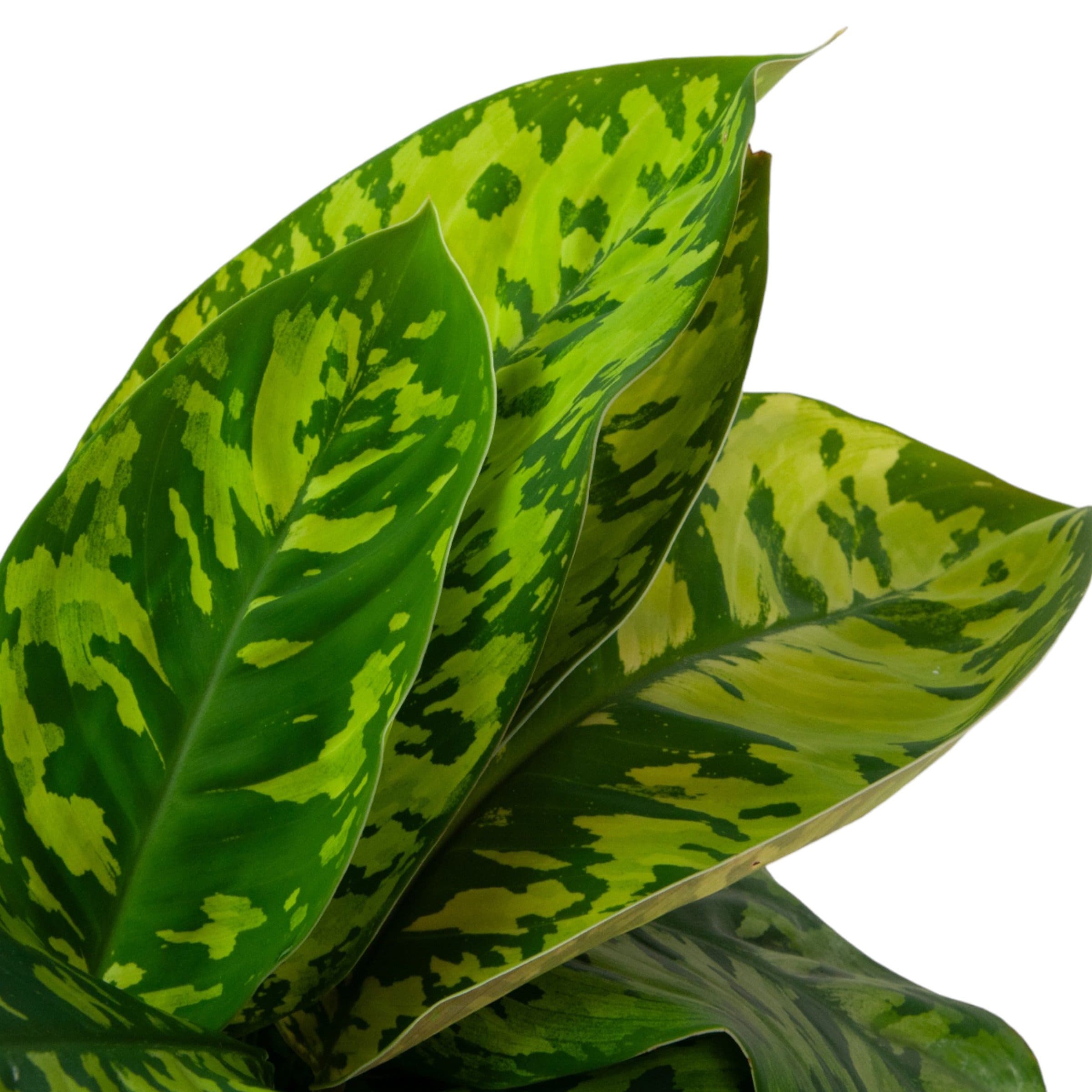 National Plant Network Homalomena Camouflage House plant in 4 Inch