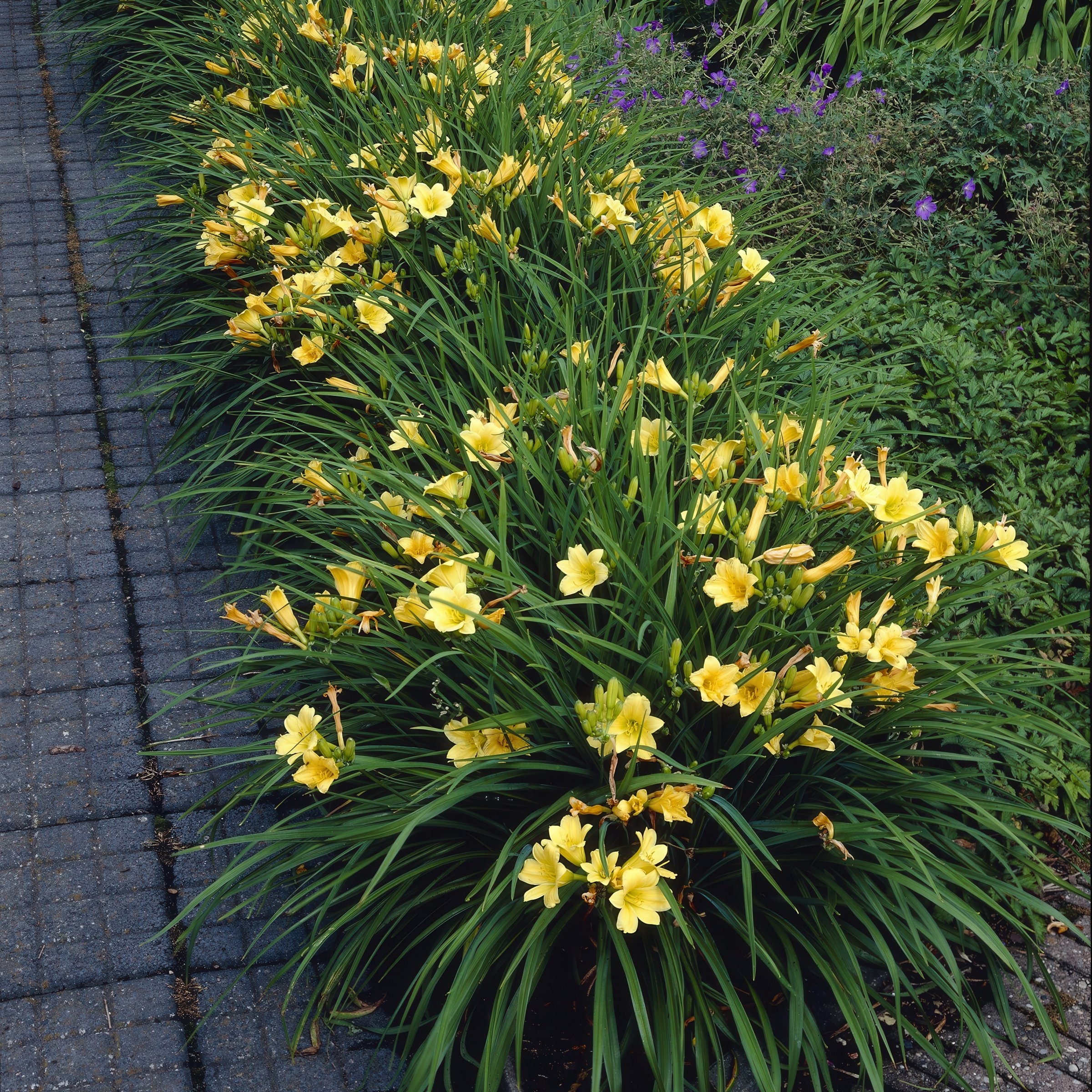 National Plant Network LW1986 perennials - View #6