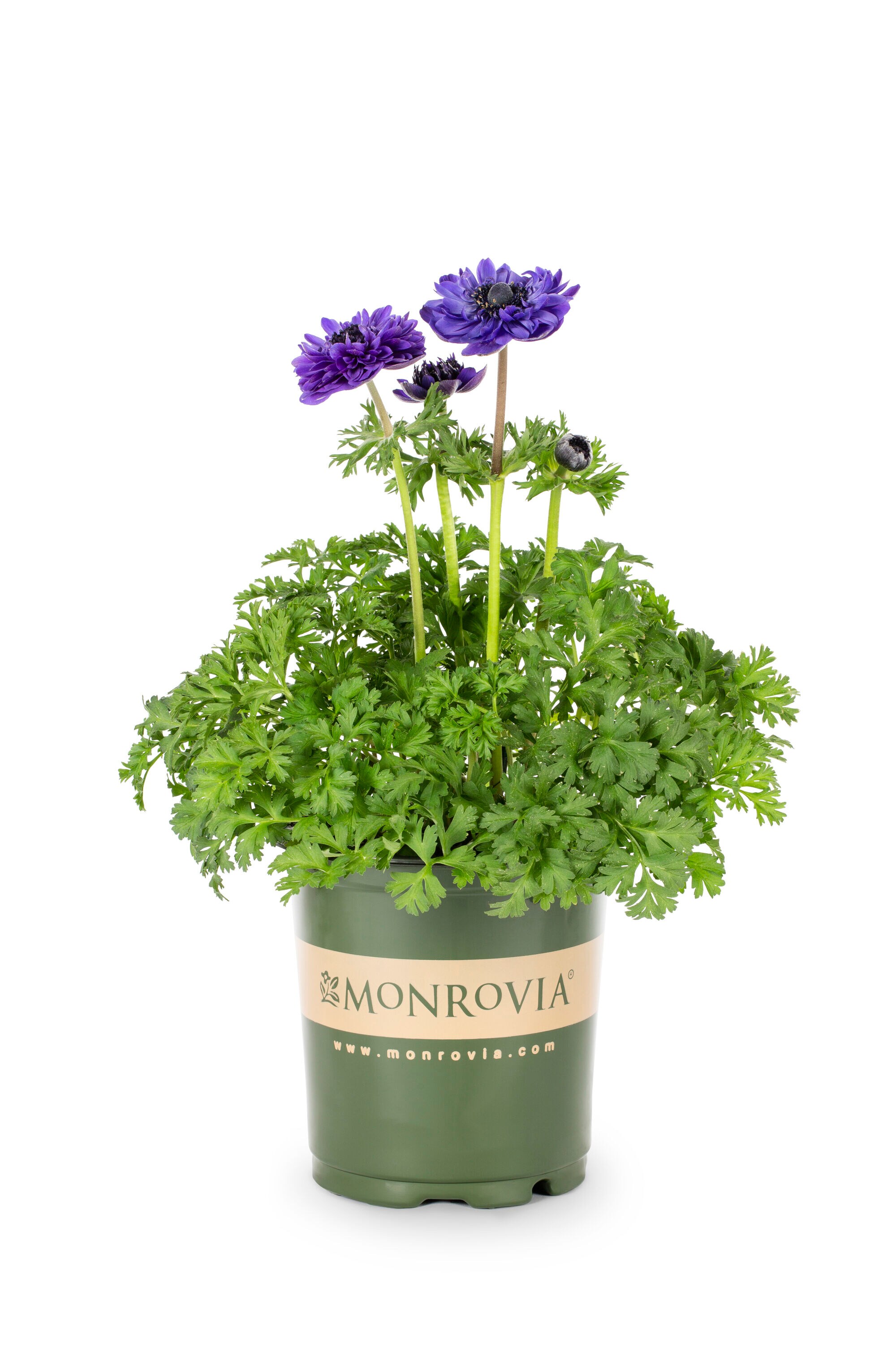 Monrovia 78634 perennials - View #2