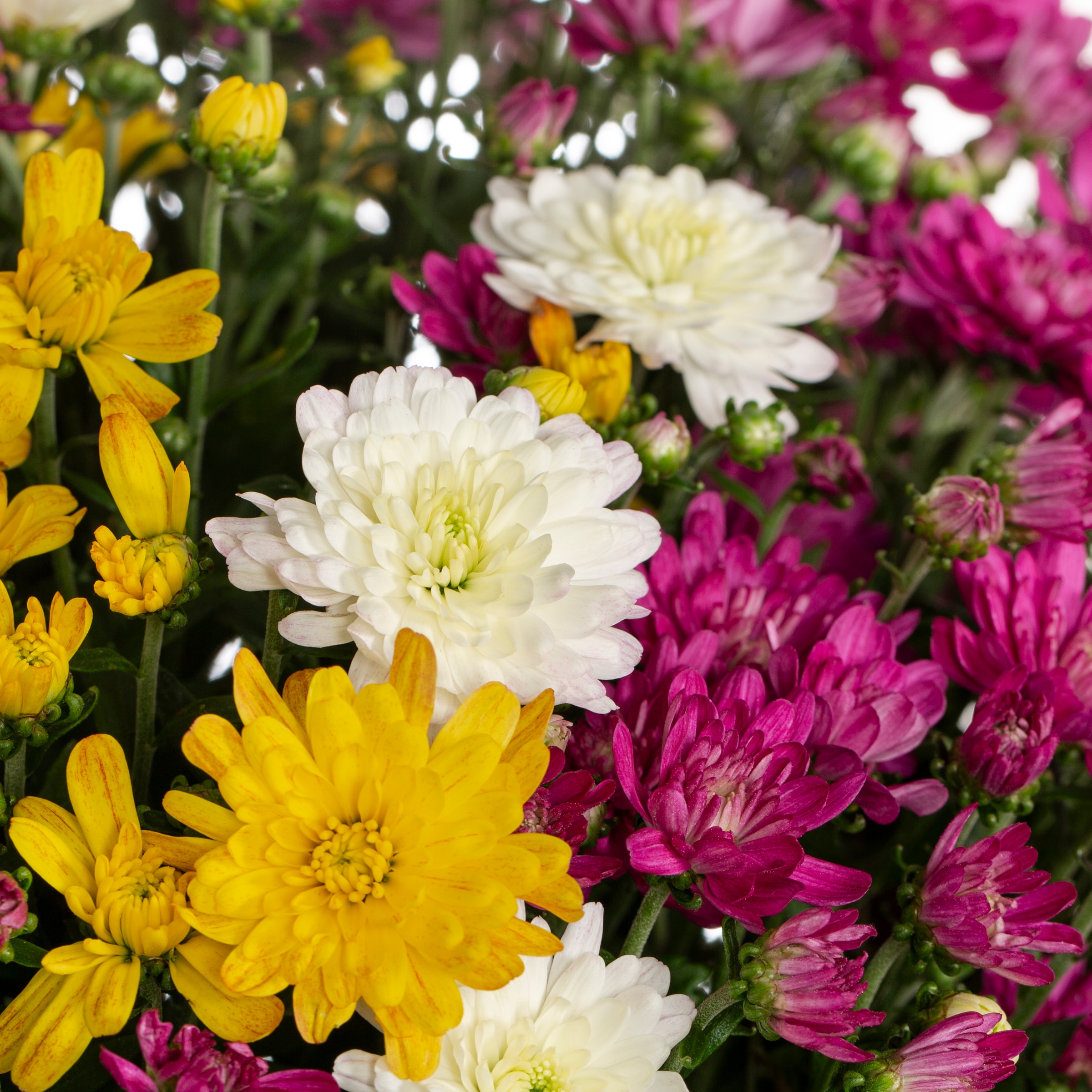 Lowe's NURSERY annuals - View #2