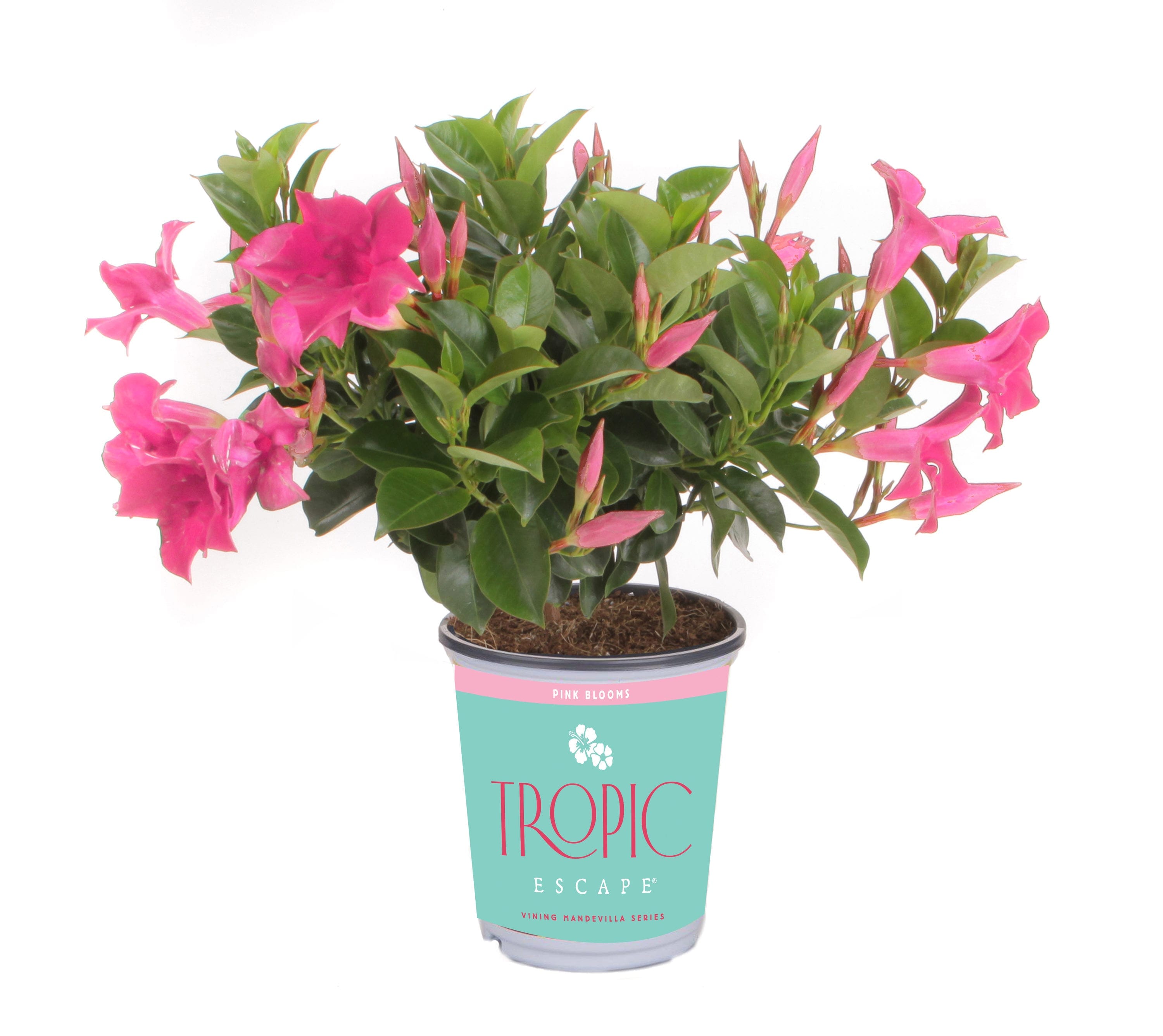 Lowe's NURSERY Pink Bush Mandevilla Shrub in 1-Quart Pot