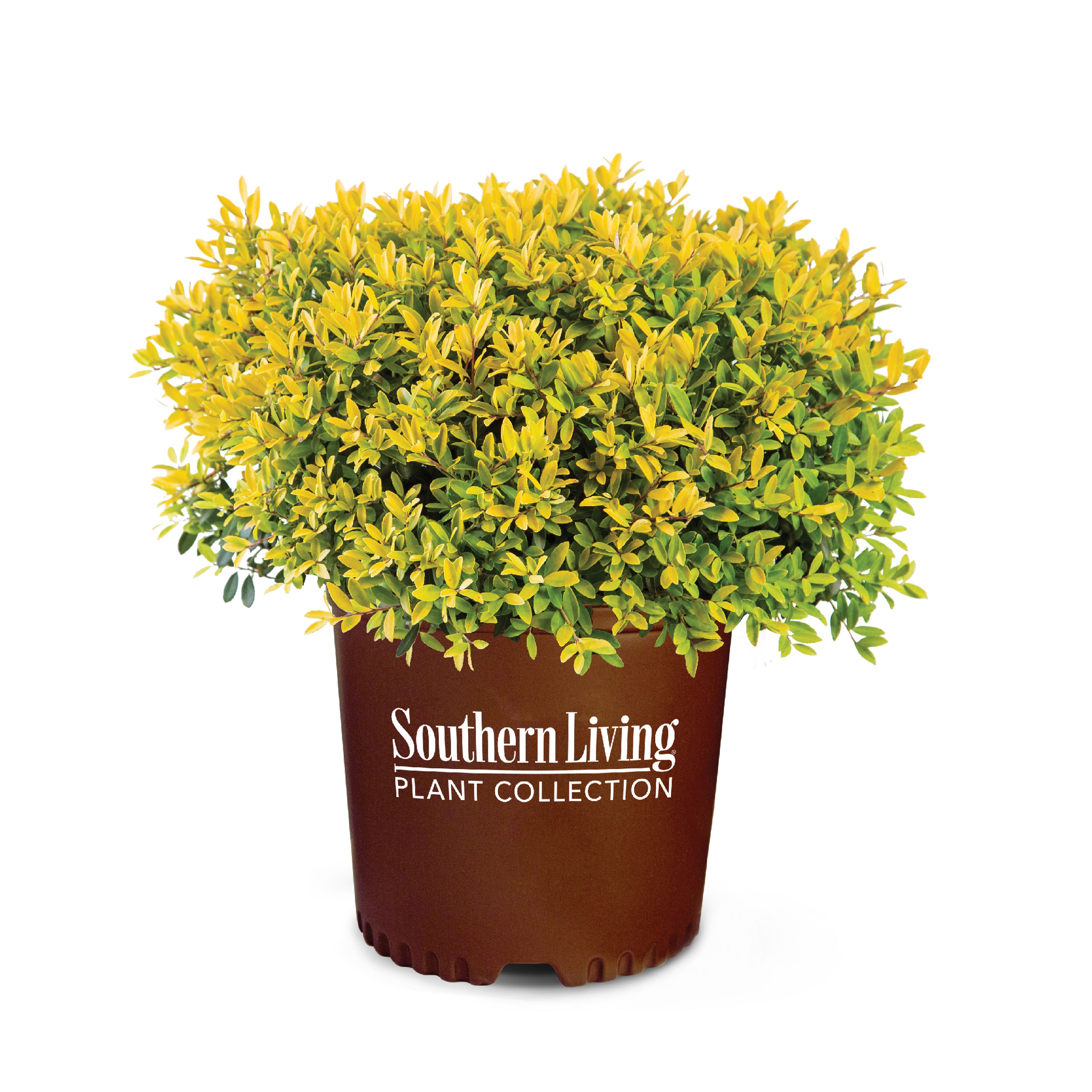 Touch Of Gold Holly Plants Bulbs Seeds At Lowes Com   47534185 