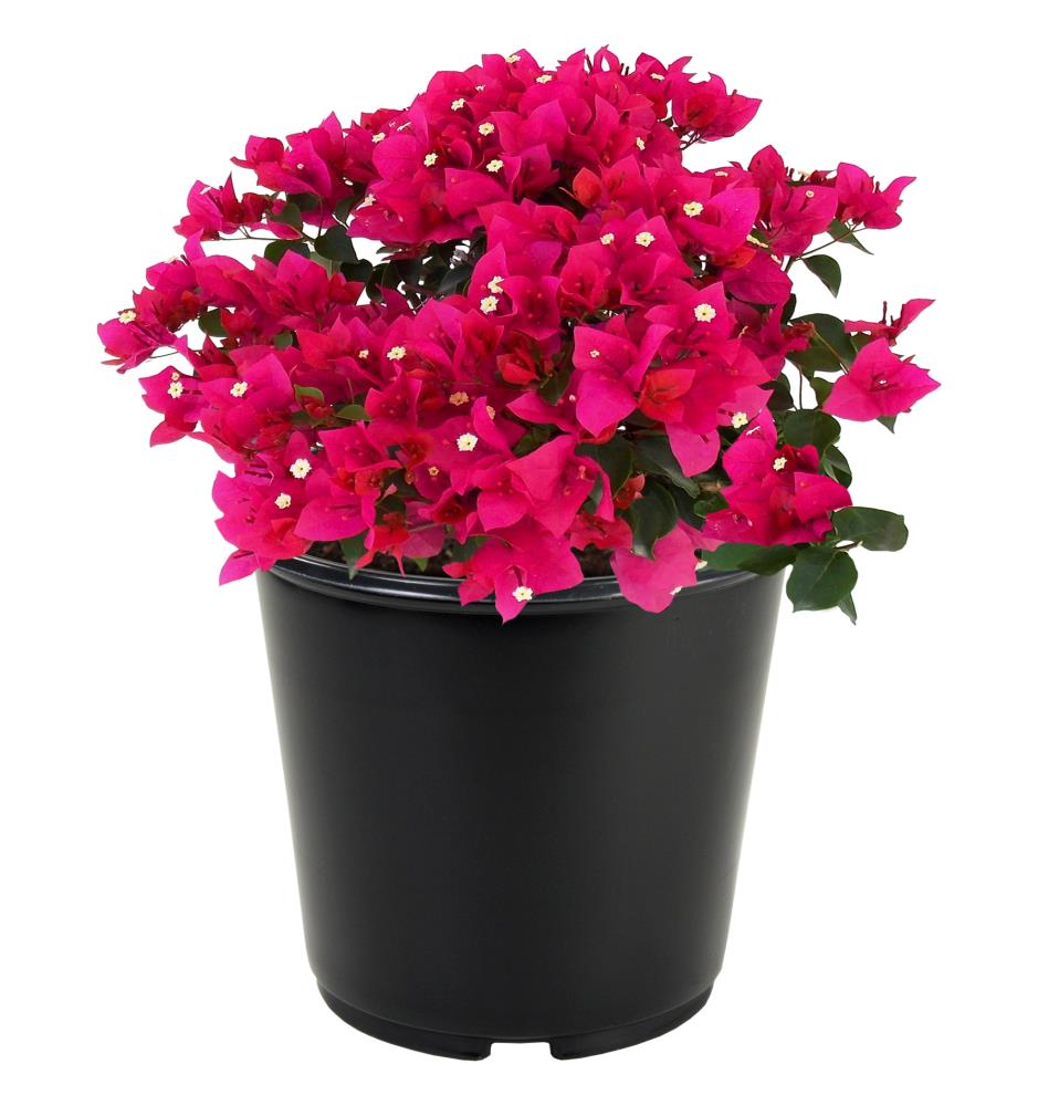 Lowe's Multicolor Hybrid Bougainvillea Flowering Shrub in 2.25-Gallon ...