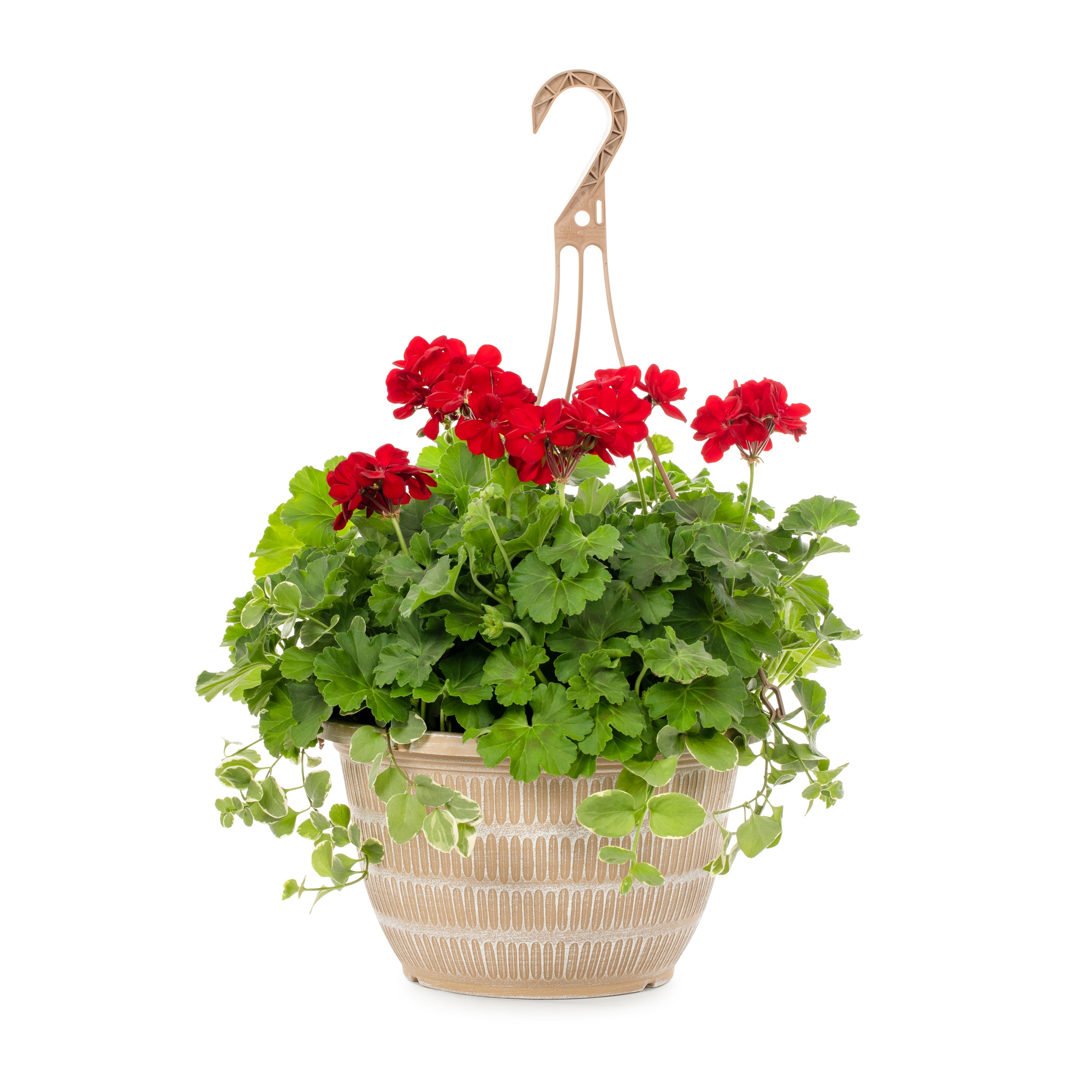 Lowe's NURSERY annuals - View #4