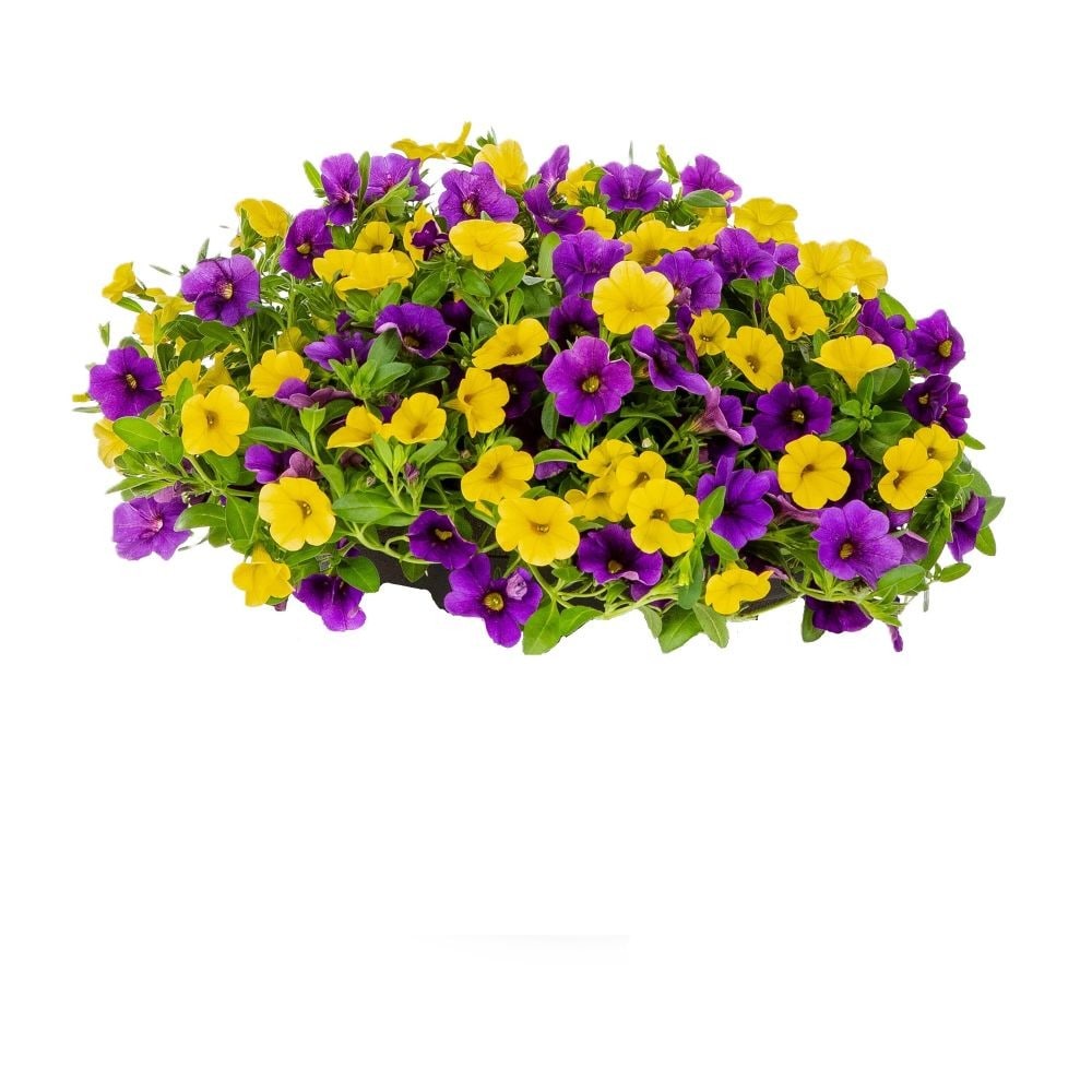Lowe's NURSERY Multicolor Calibrachoa in 9-Pack Tray