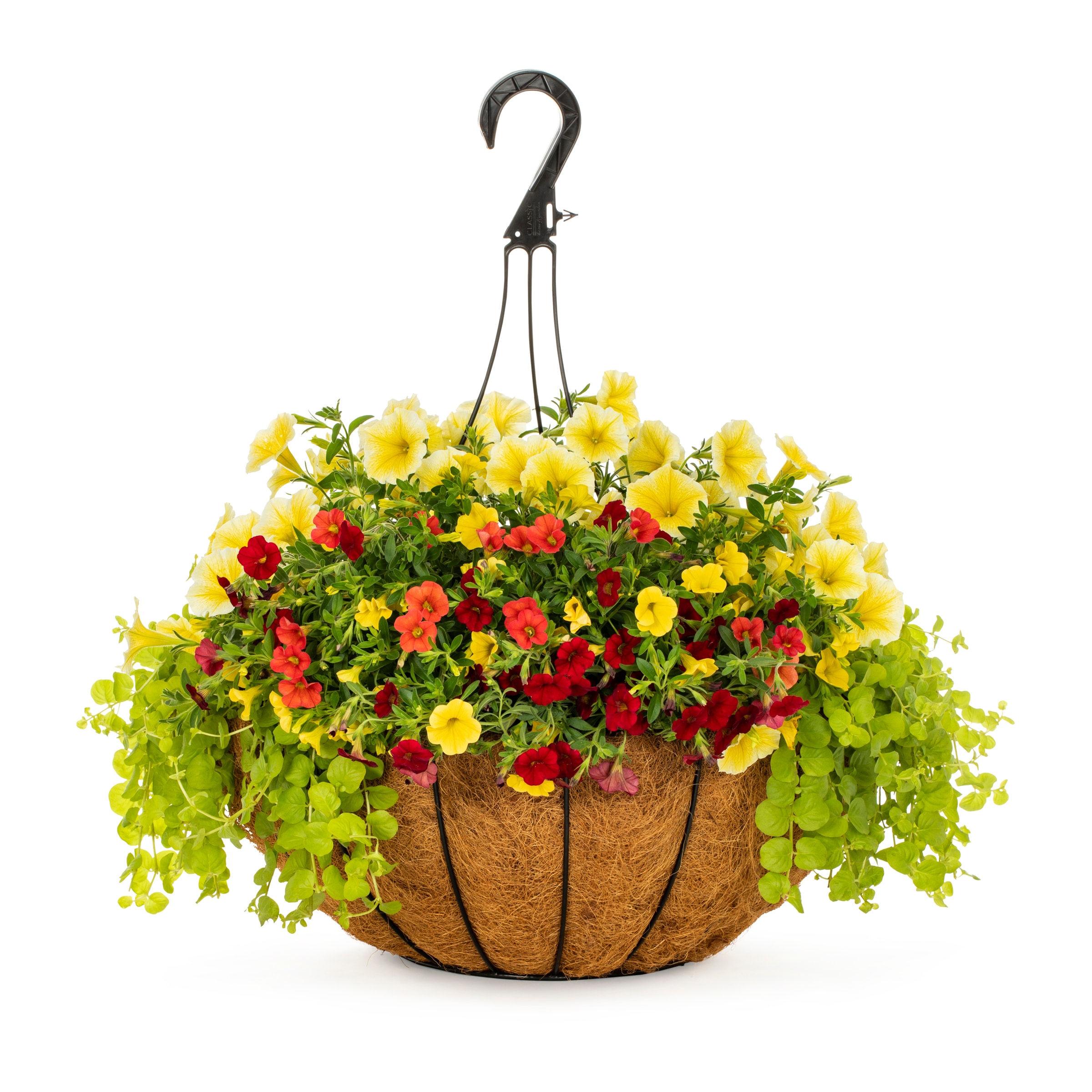 Lowe's Multicolor Mixed Annuals In 6-gallon Hanging Basket In The 