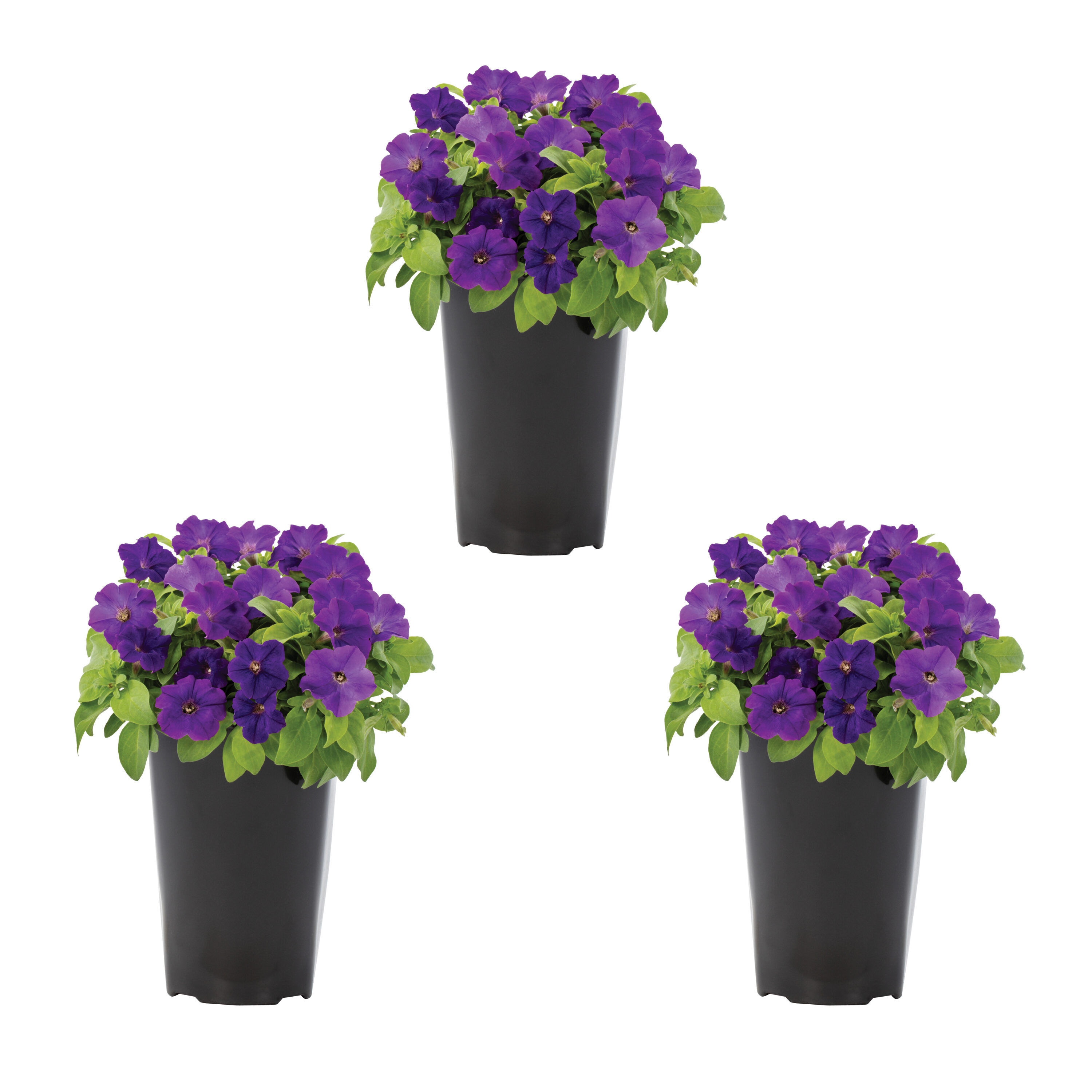 Metrolina Greenhouses - 2 Quart(s) Purple Petunia 3 -Pack - Low Maintenance