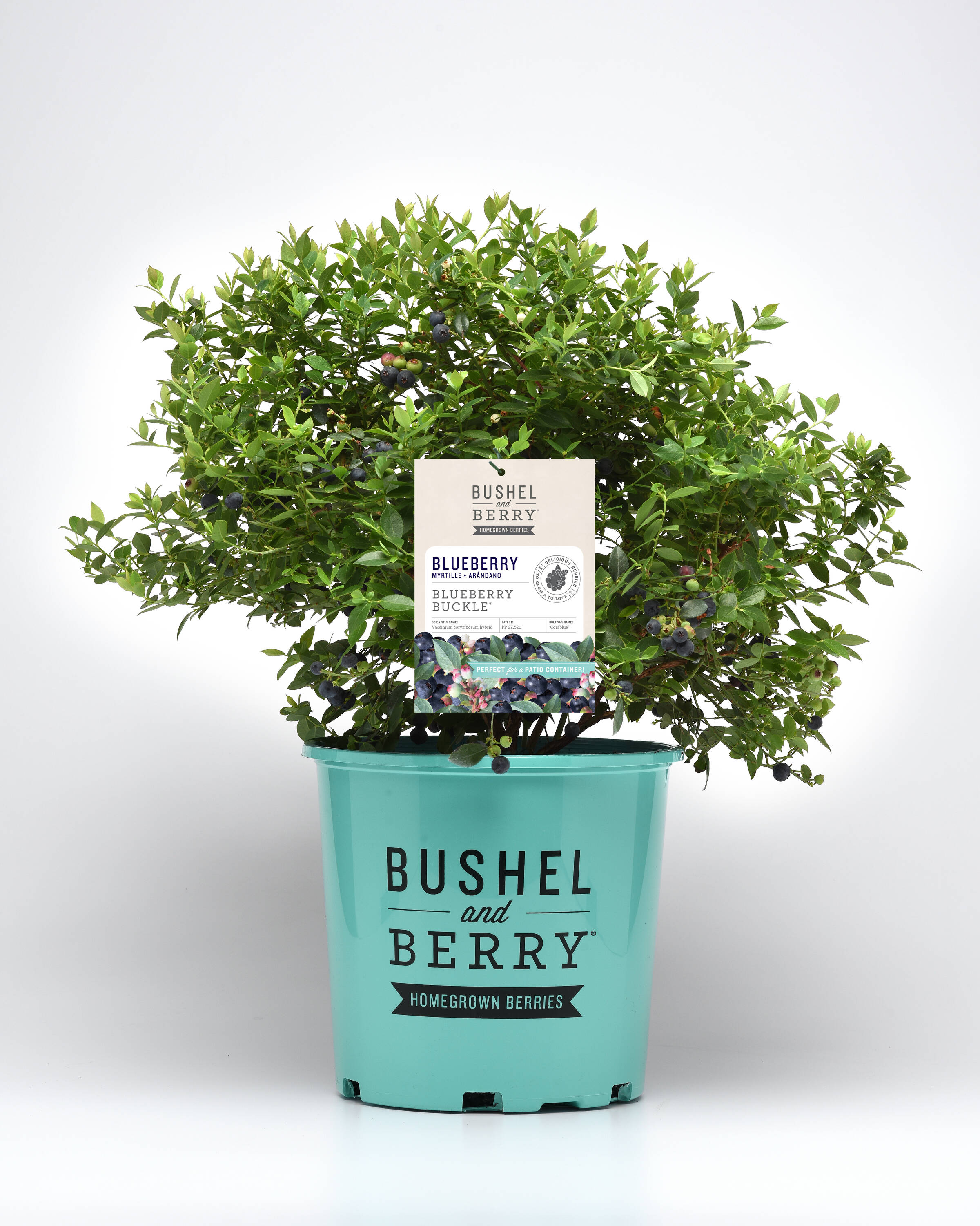 National Plant Network LW1665 1 -Pack Blueberry Plant in Pot Spring to Summer