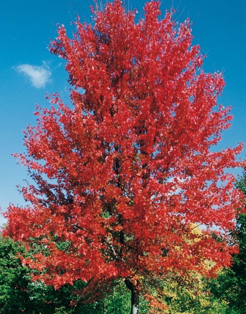  NURSERY 3.64 -Gallon Shade Autumn Blaze Maple In pot (with soil)