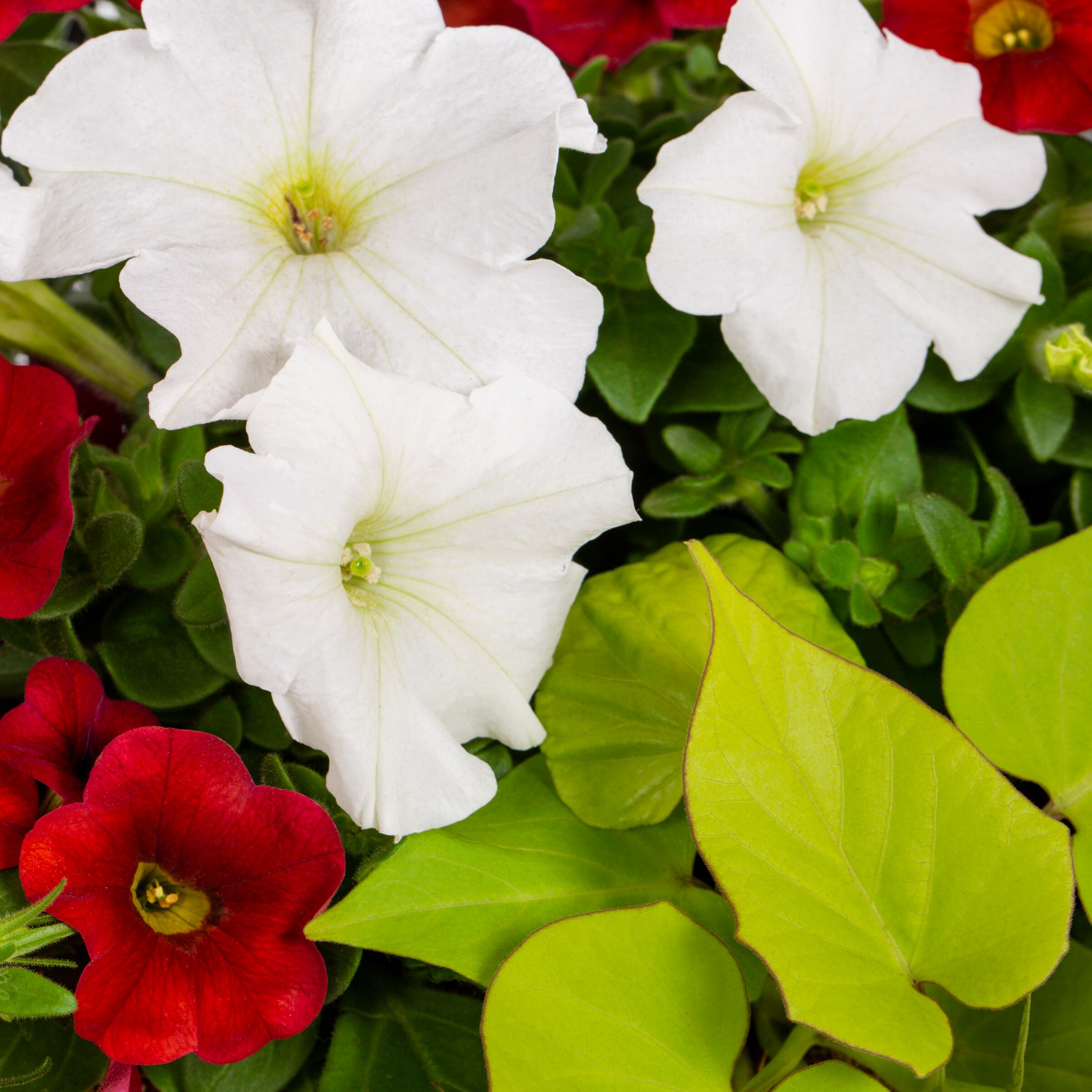 Lowe's NURSERY annuals - View #2