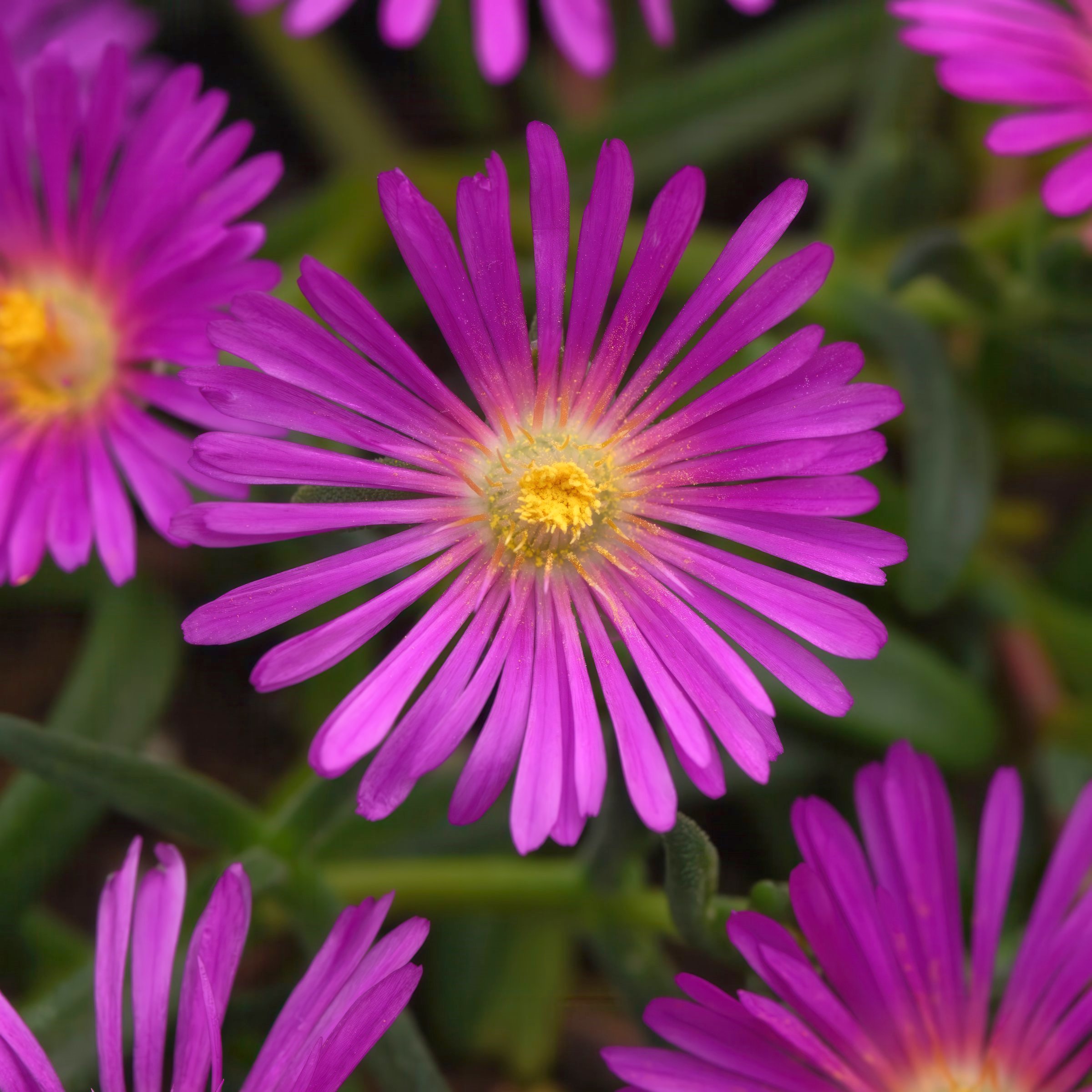 National Plant Network LW2202 Pink Delosperma Ocean Sunset Plant in 3.25 -in Pot 3 -Pack