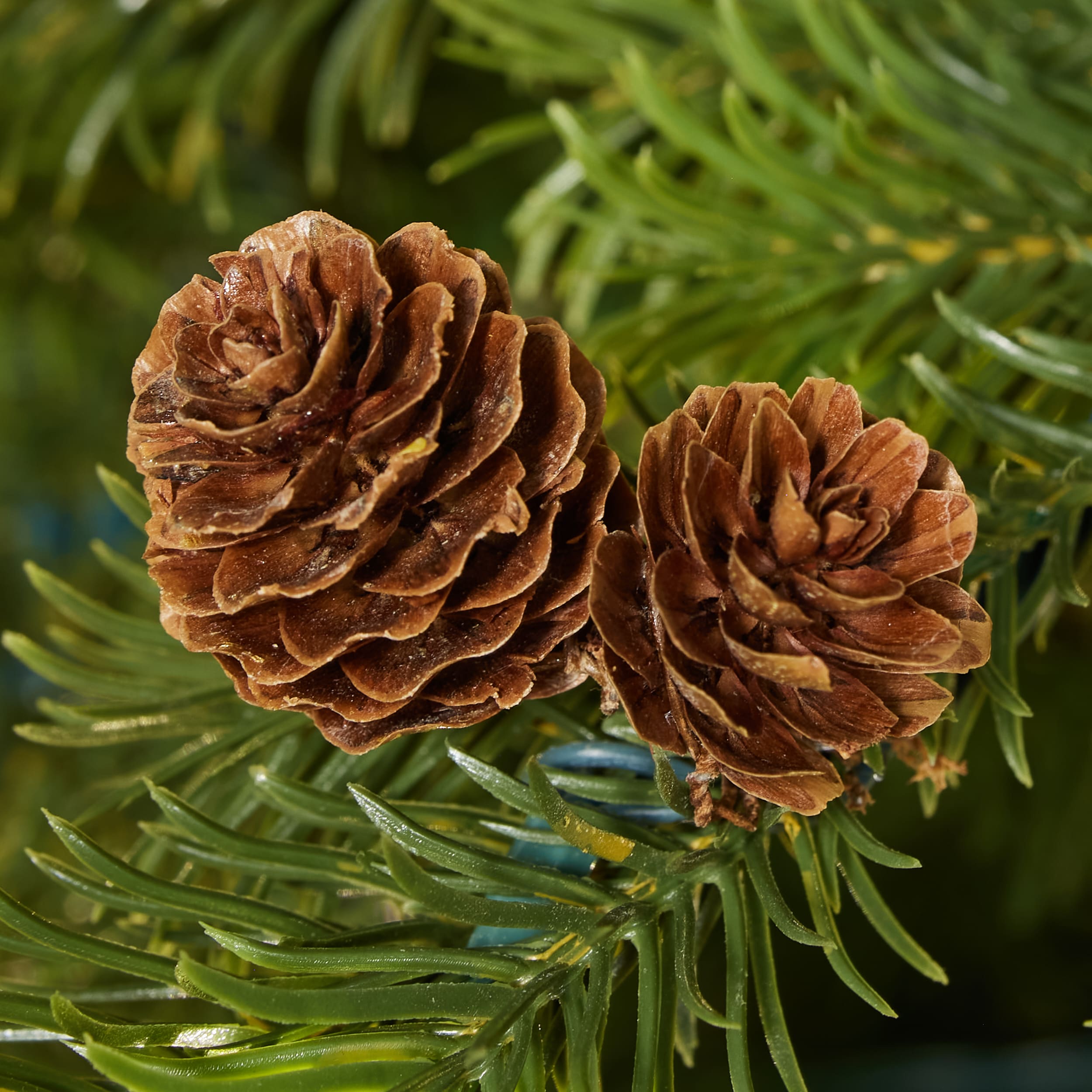 ge cedar rock fir tree