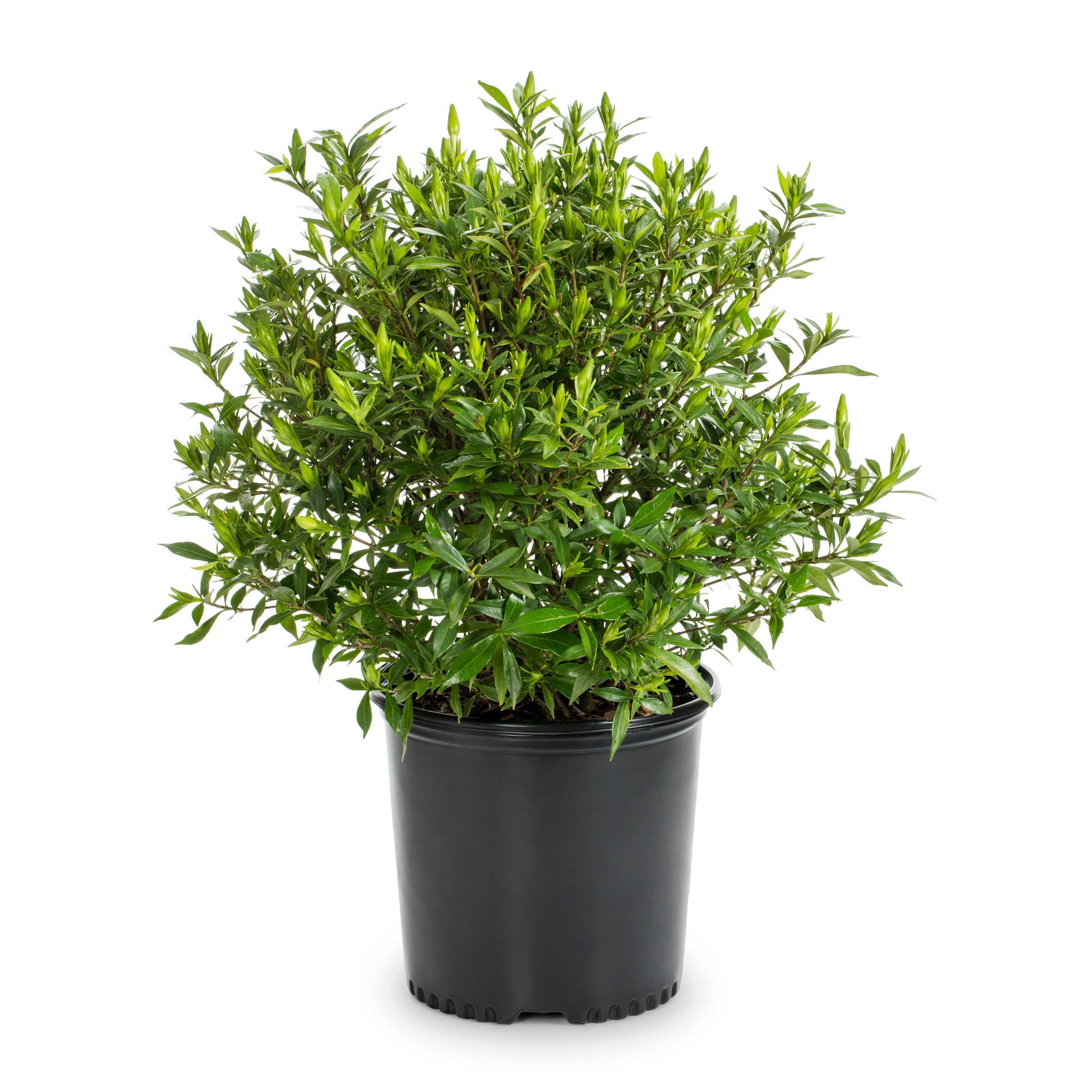 Flowerwood 20993FL-1 Frost Proof Gardenia Flowering Shrub in 2.5 -Gallon Pot 1 -Pack with White Blooms