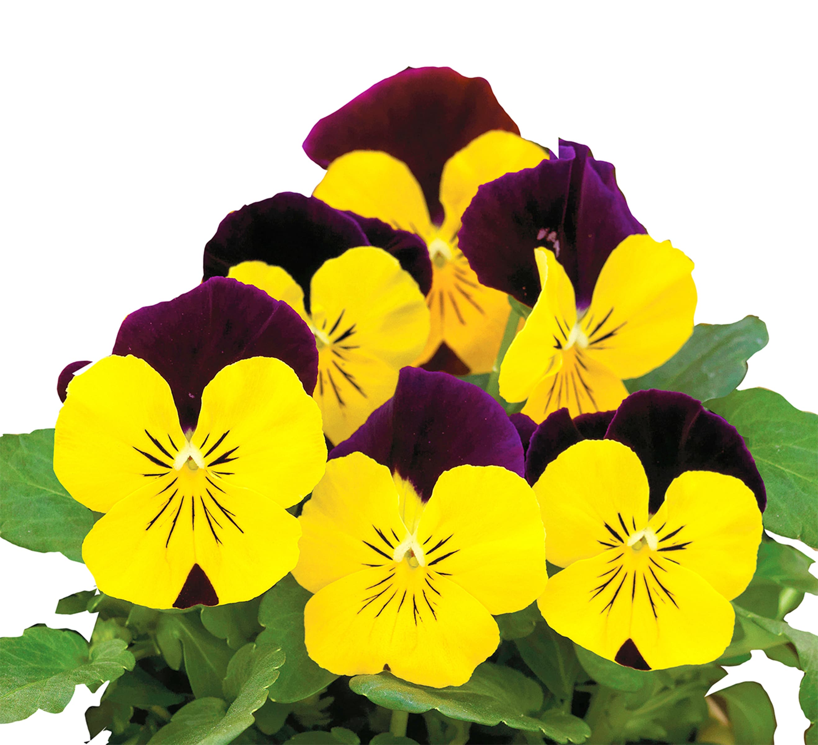 1824 annuals - View #3