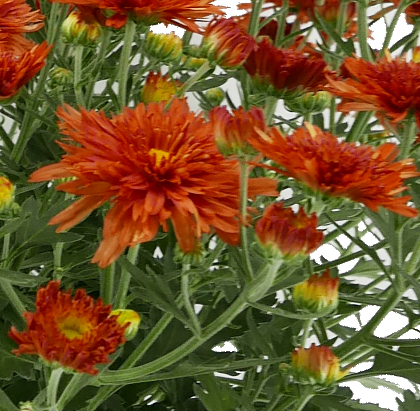  2460 annuals - View #2