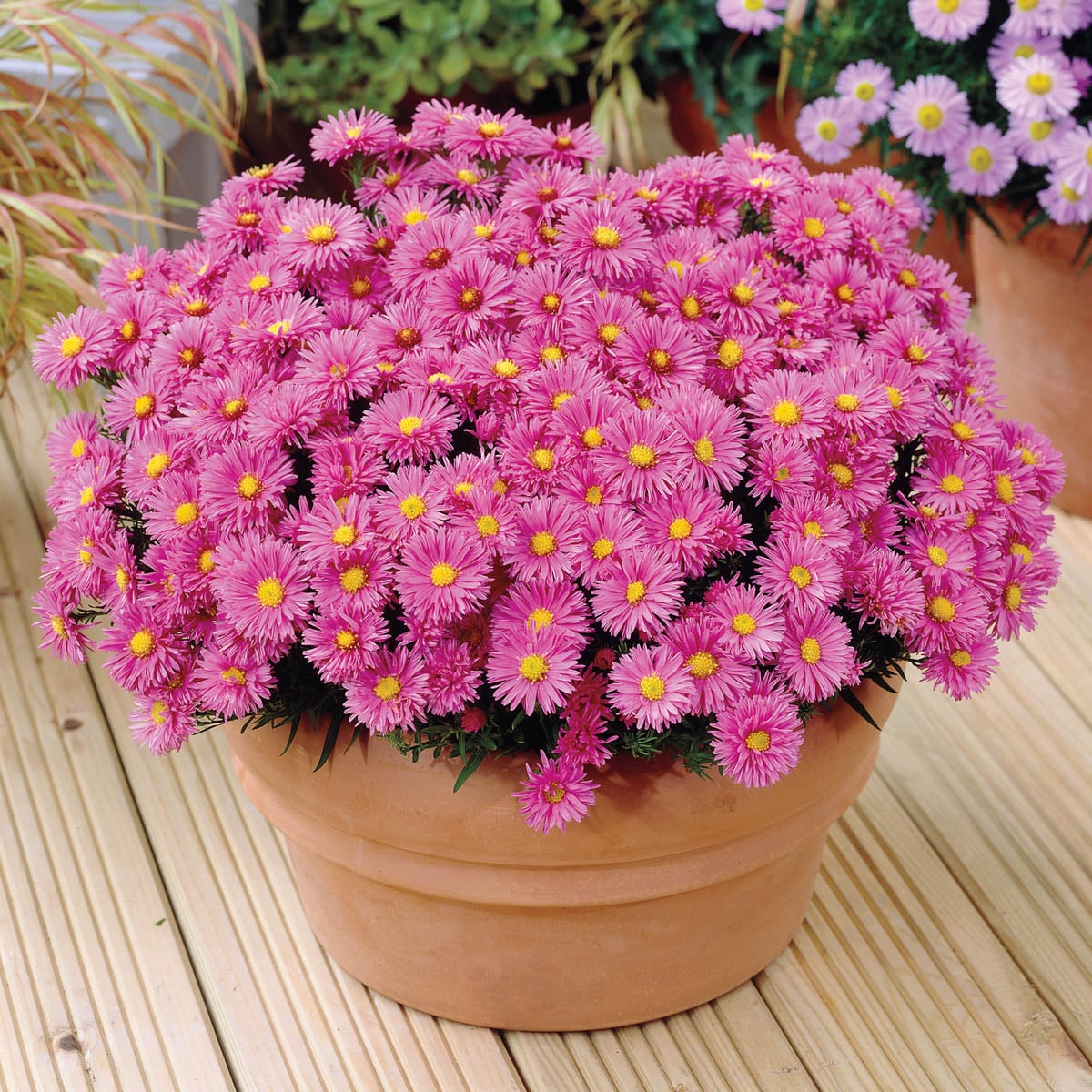 Direct Gardening 98193 perennials - View #3