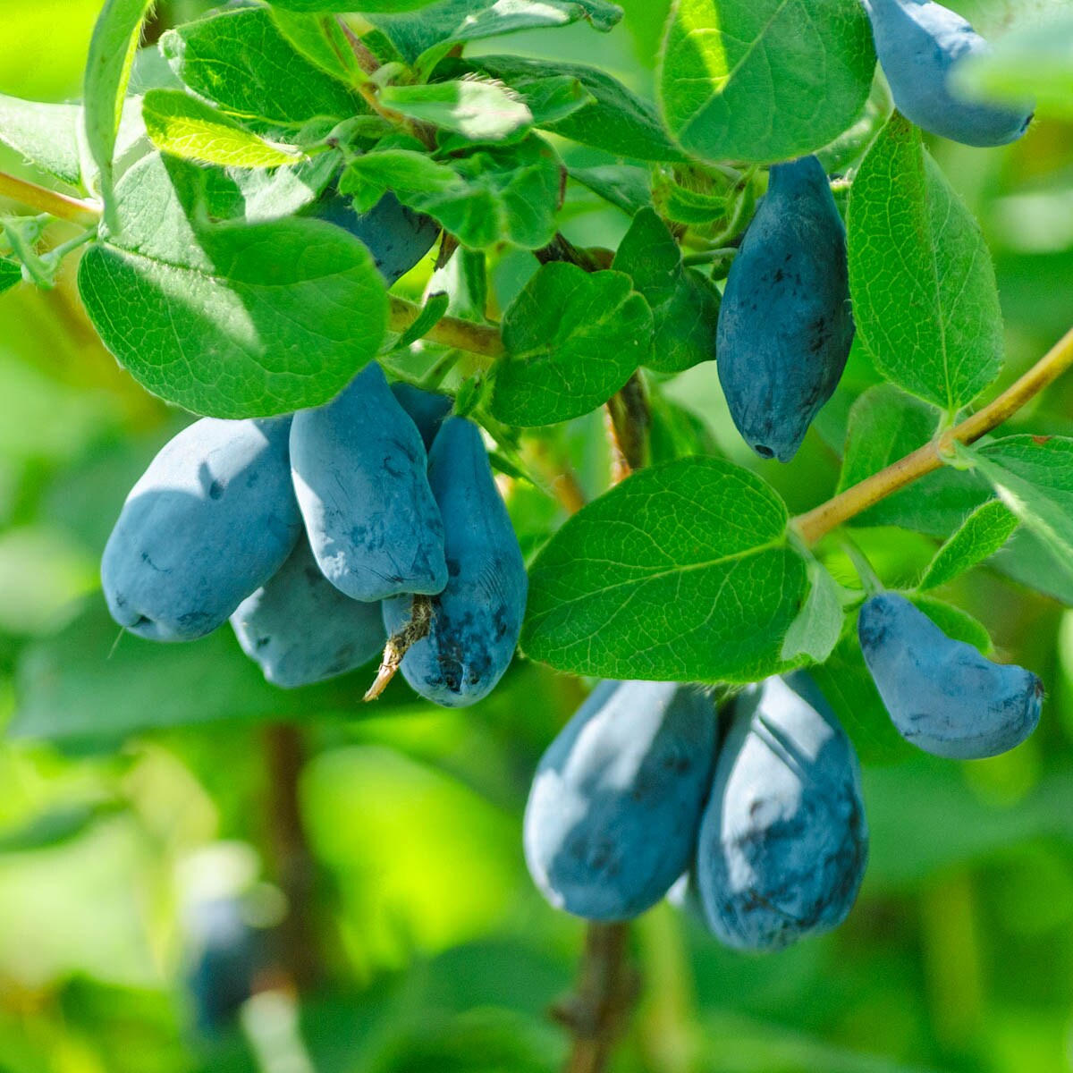 Direct Gardening 62047 Fruit-Plants - View #3