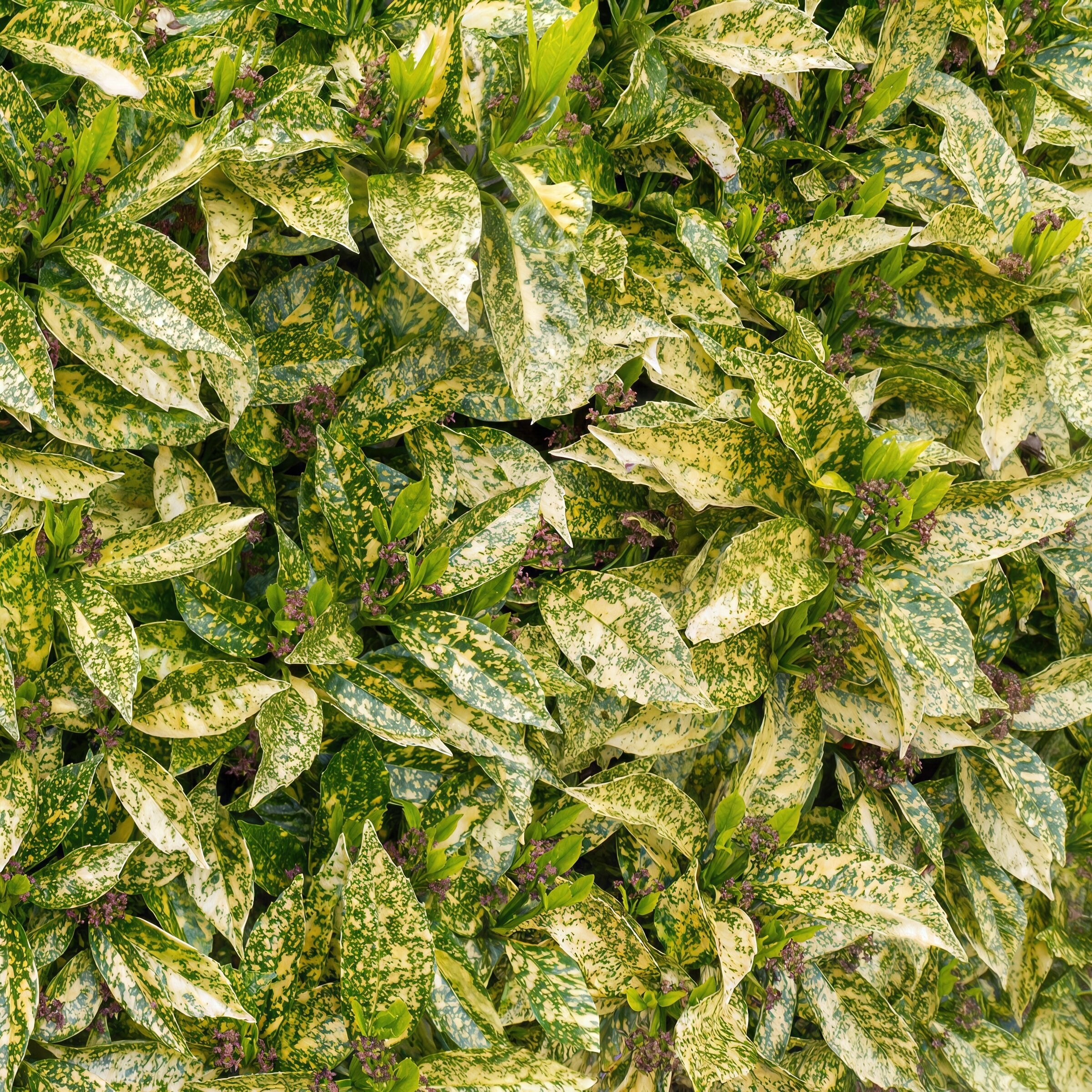 National Plant Network LW2671 annuals - View #8