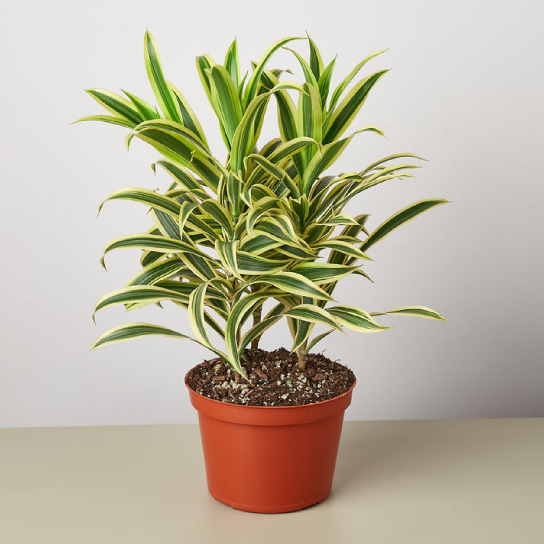 house plant shop