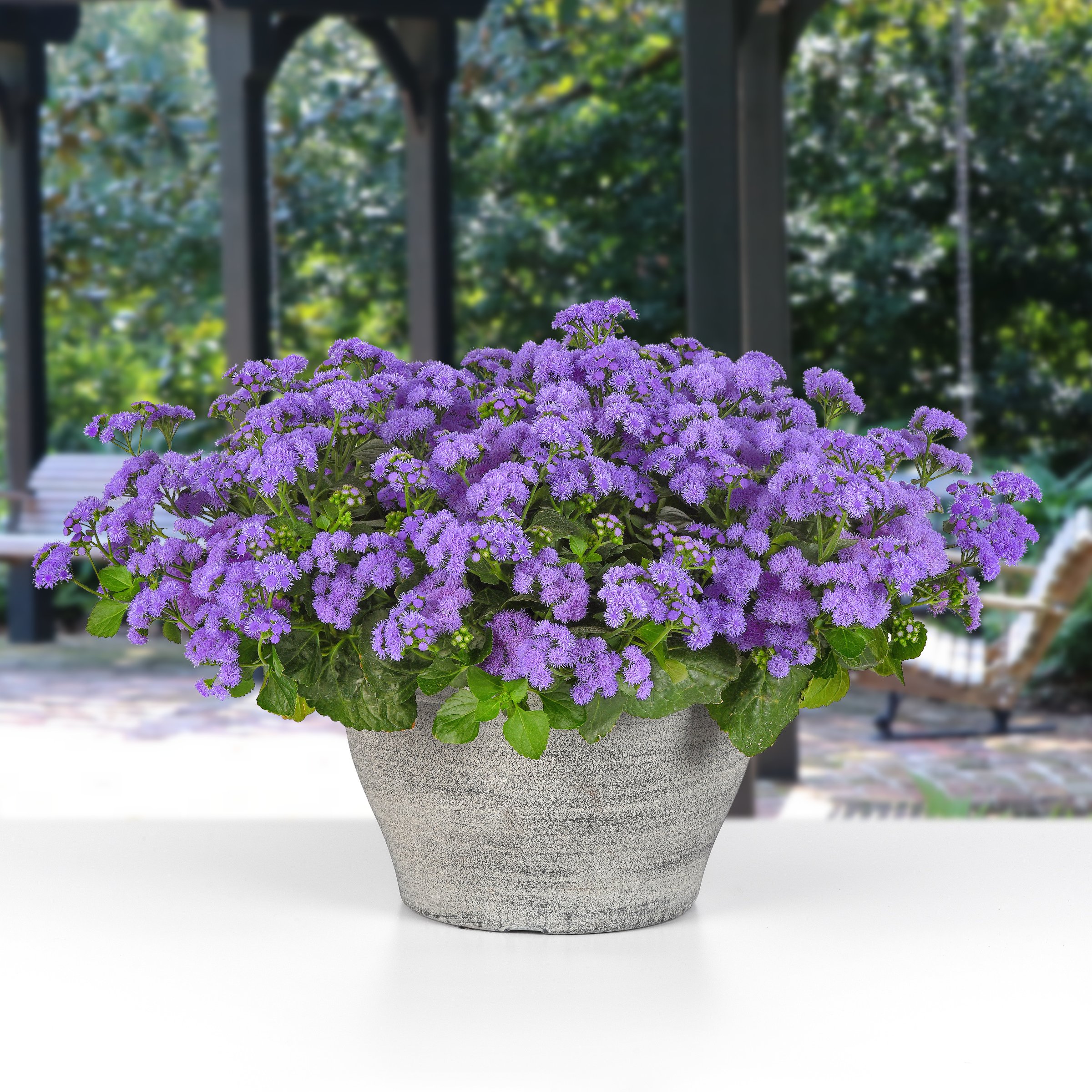 National Plant Network LW1953 perennials - View #2