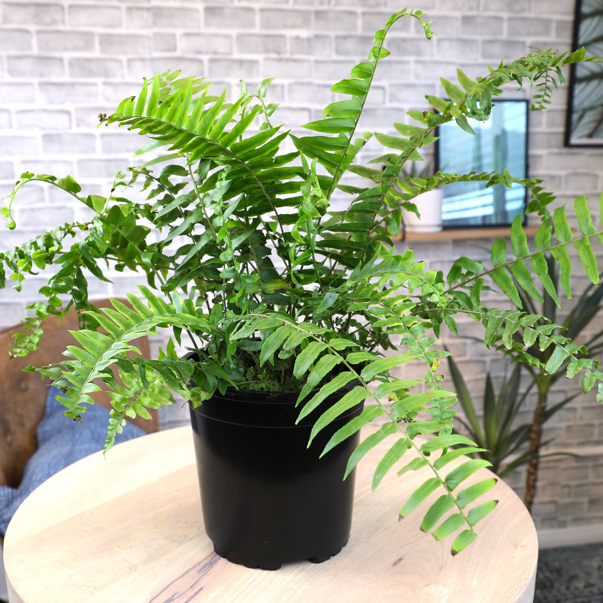 Altman Plants 0872806 hseplants - View #2