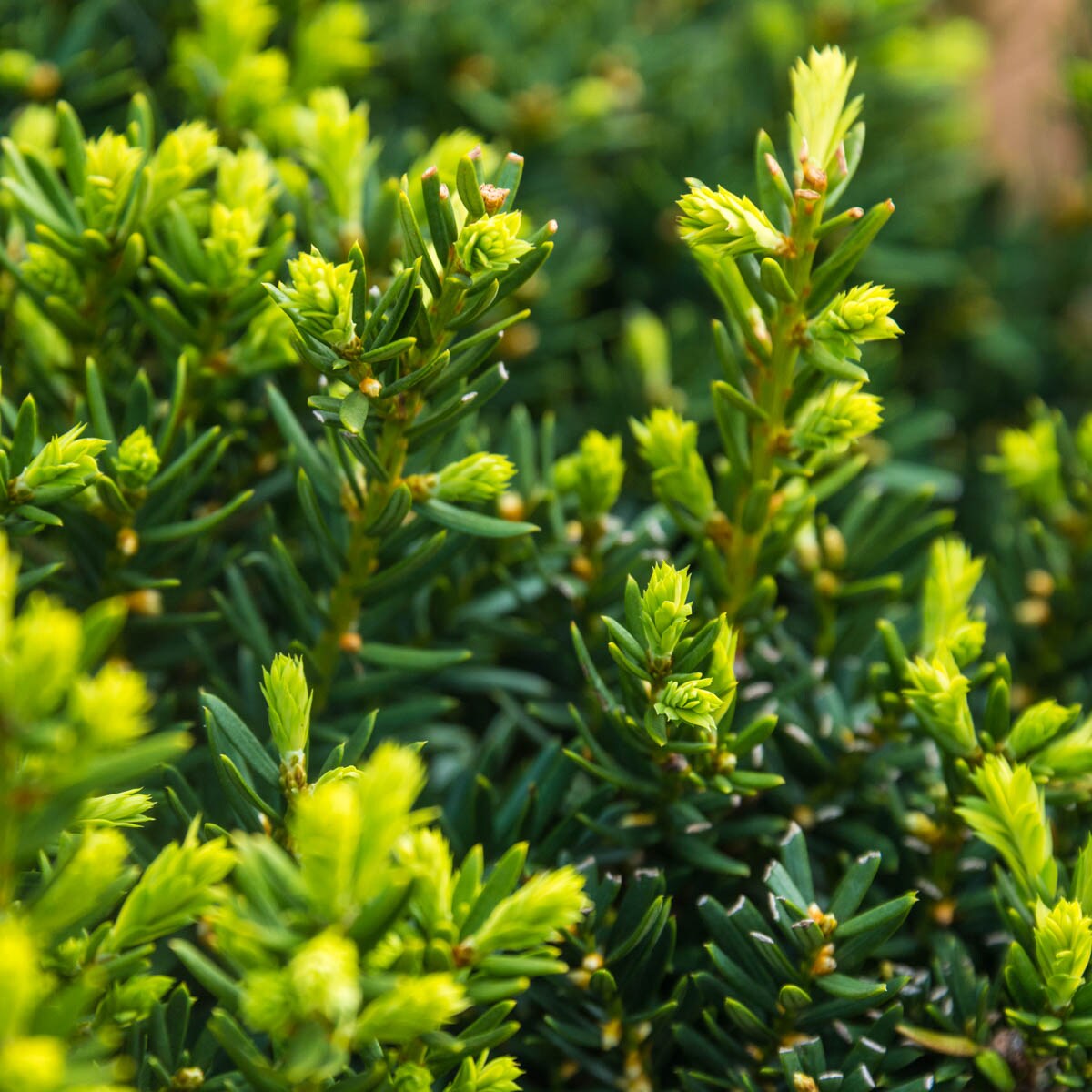 Spring Hill Nurseries 84412 shrubs - View #2