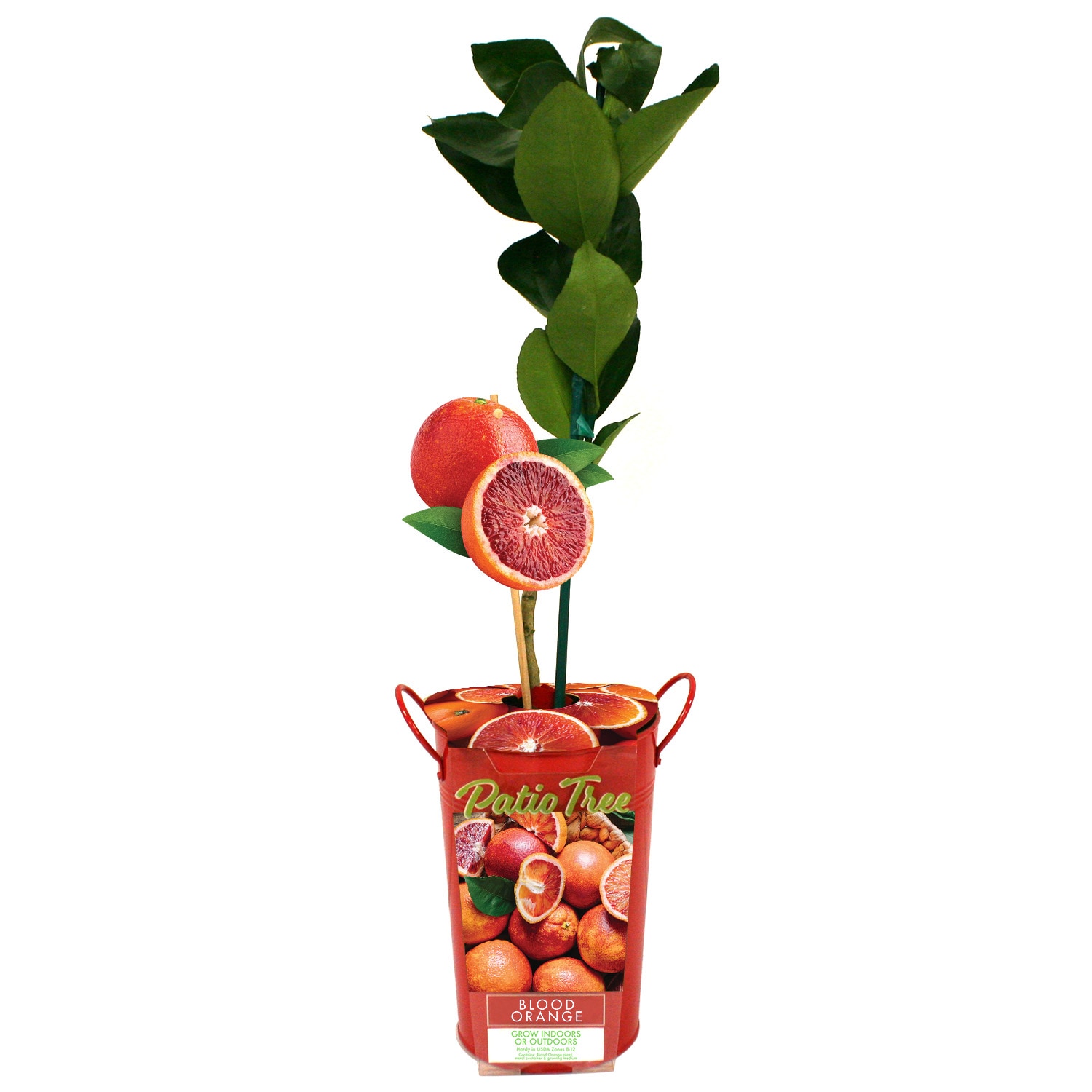 Van Zyverden 40548P Citrus Blood Orange PBS