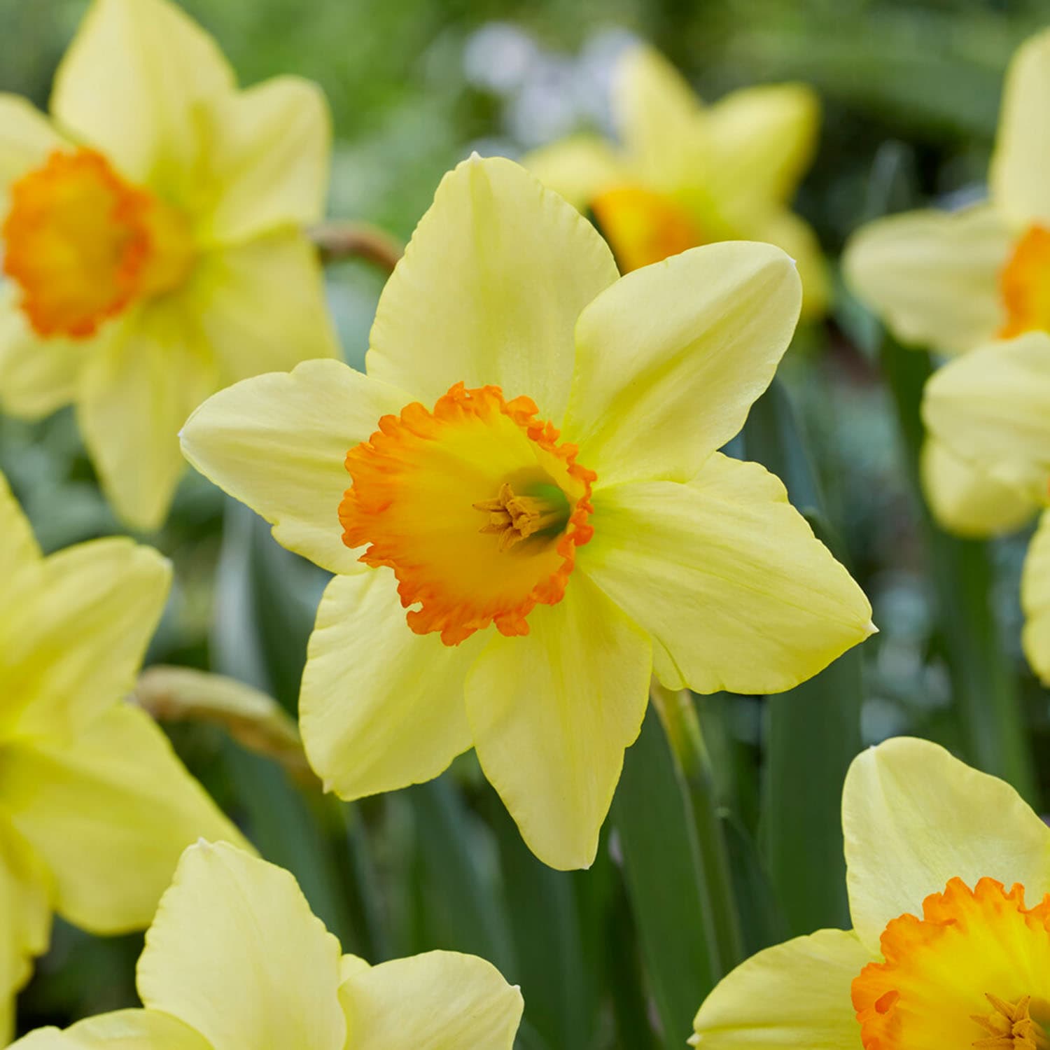 Garden State Bulb ECF-113-100-04 Multicolor Red Ranger Large Cupped Daffodil Bulbs 100 Count