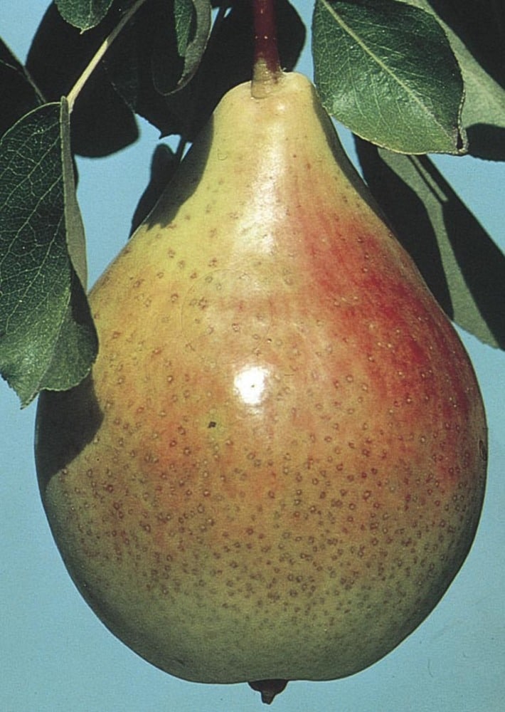 Lowe's NURSERY Pear Plant Pot Blooms in Summer To Fall