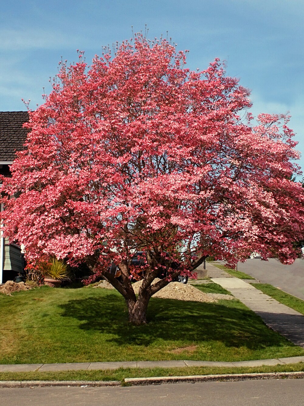 pink flowering dogwood trees