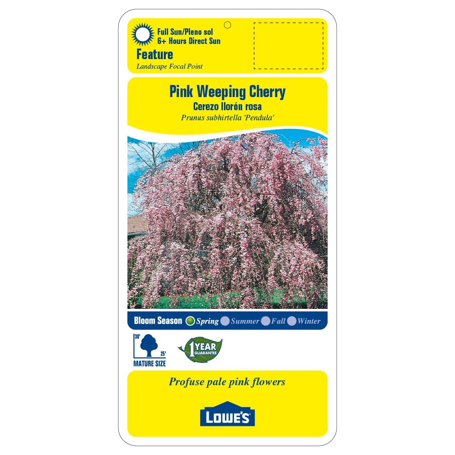 Lowe's Pink Feature Pink Weeping Cherry Bare Root (With Soil) in the ...