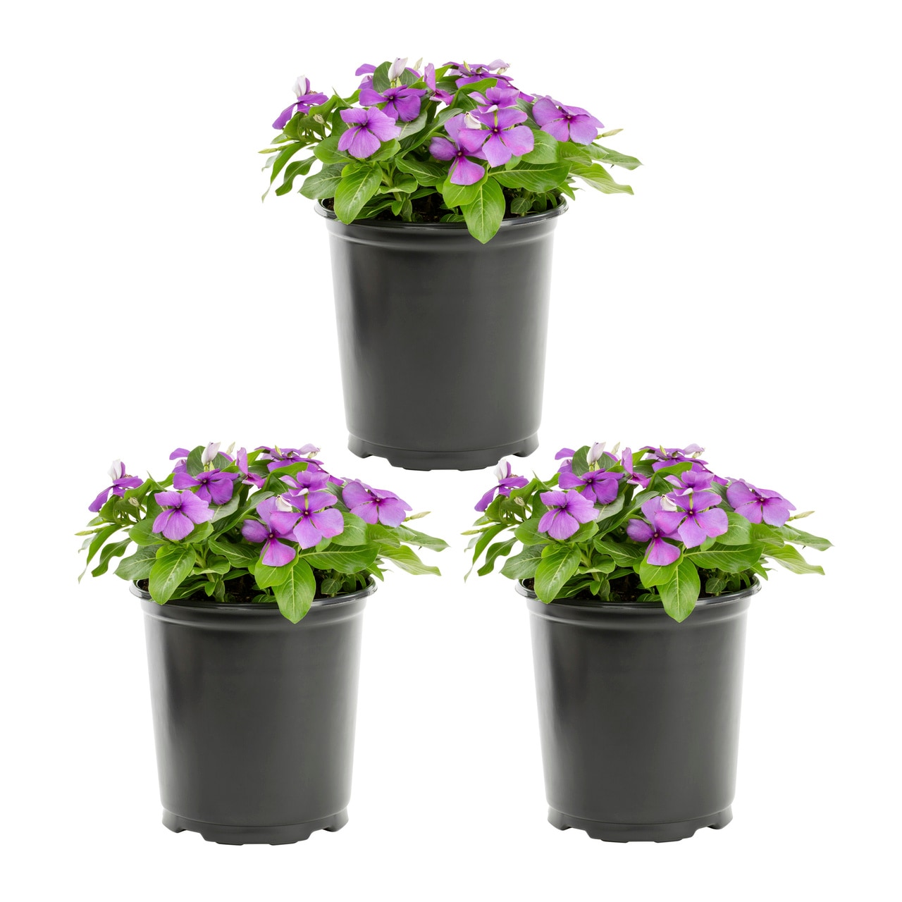 Metrolina Greenhouses 5033 Blue Vinca in 2 Quart(s) Pot 3 -Pack