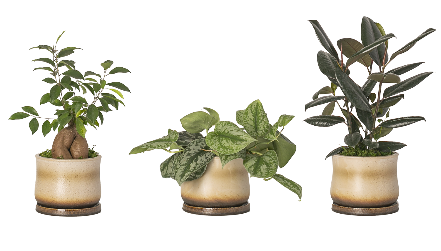LiveTrends ASB05883 PANGEA House plant in 36 Ounce(s) Pot 1.0 -Pack