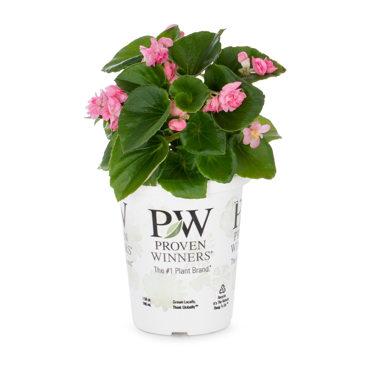 Proven Winners 5061 annuals - View #5