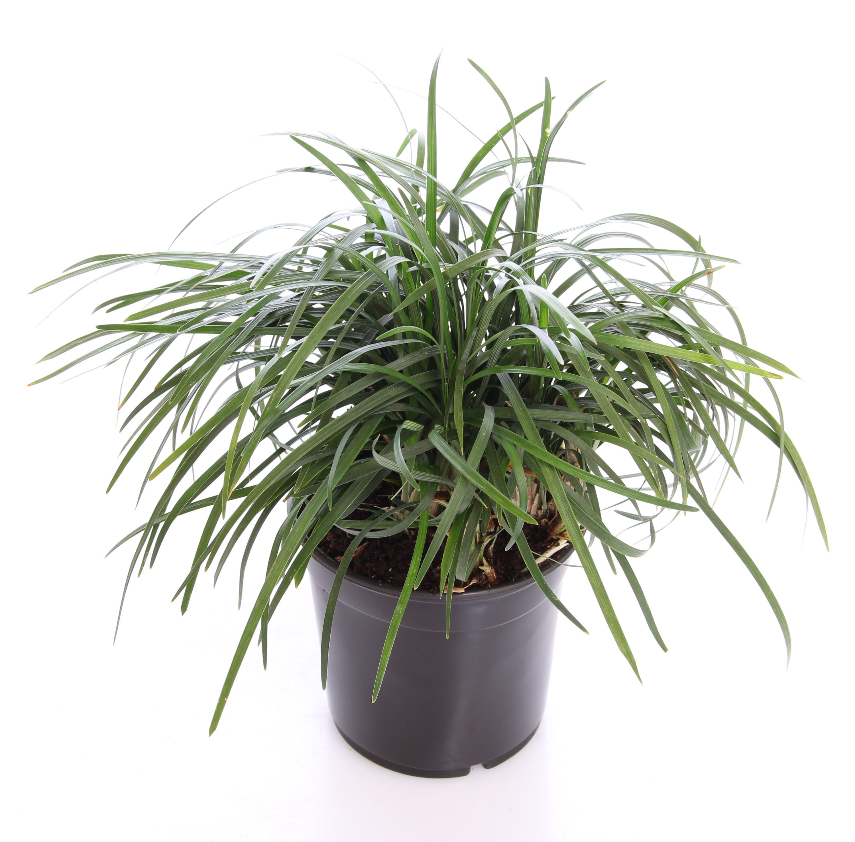 Lowe's NURSERY White Mondo Grass Plant in 1 -Pint Pot