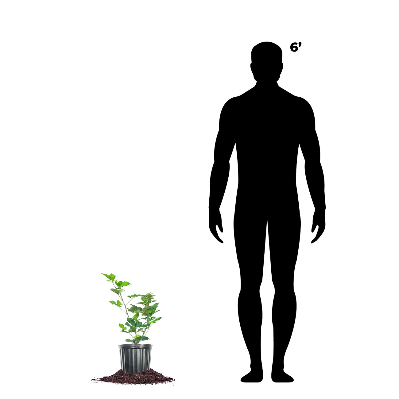 Perfect Plants LOTRPLECROWNBLKBRY1G shrubs - View #4
